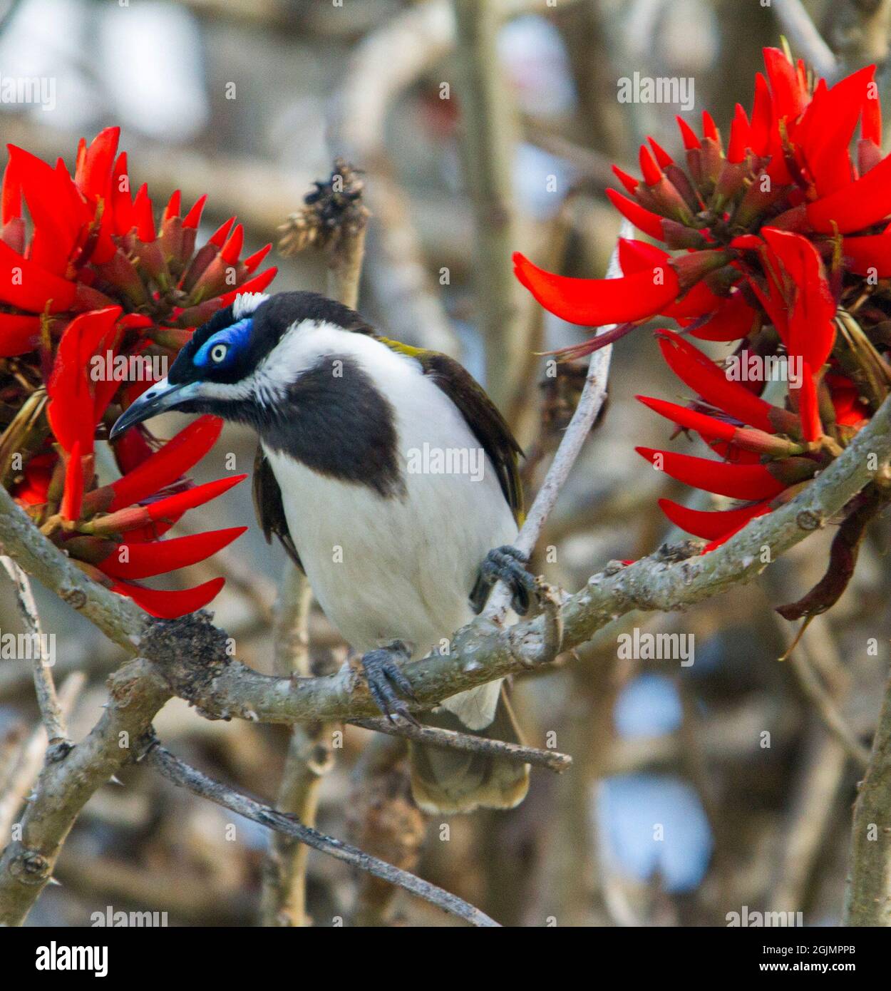 Blaugesichtige Honeyeater, Entomyzon cyanotis zwischen leuchtend roten Blüten von Coral Tree, Erythrina-Arten, in Queensland, Australien Stockfoto