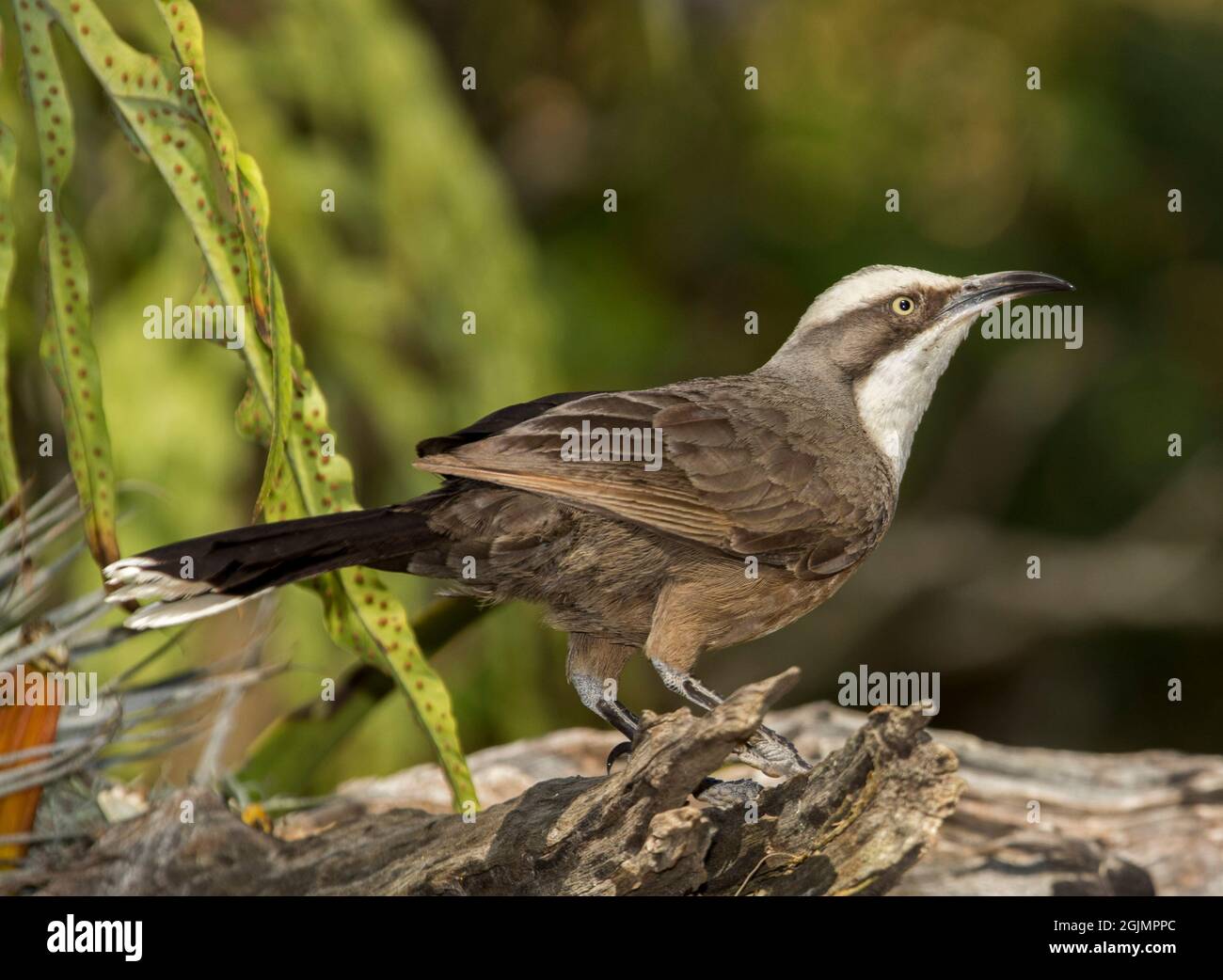 Graukroniger Babbler, Pomatostomus temporalis, in wachsamer Haltung, auf verwittertem Baumstamm vor grünem Hintergrund von Laub in einem Garten in Australien Stockfoto