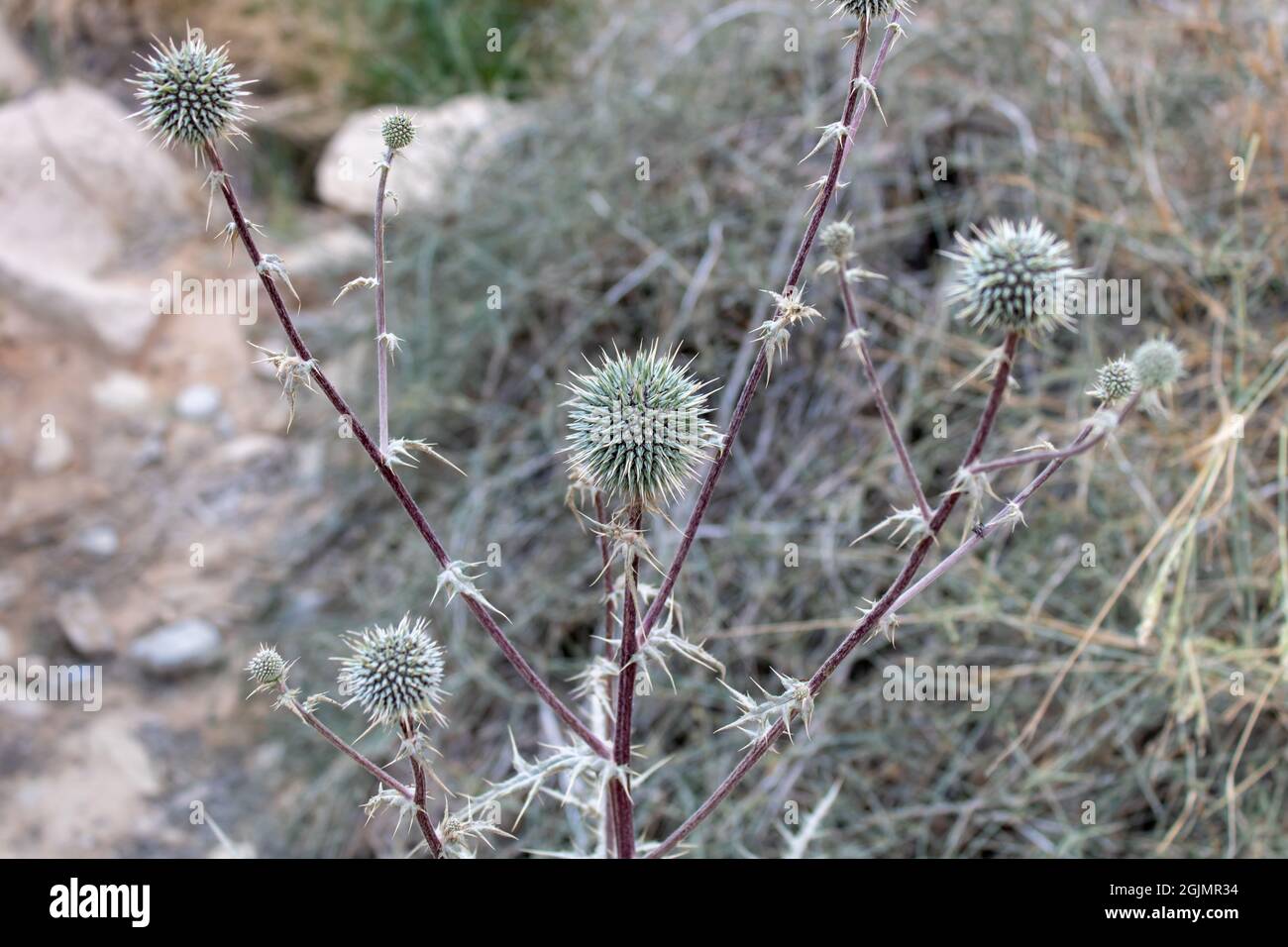 Echinops (Echinops spinosissimus) mit vollständig geformten Blütenständen vor der Blüte Stockfoto