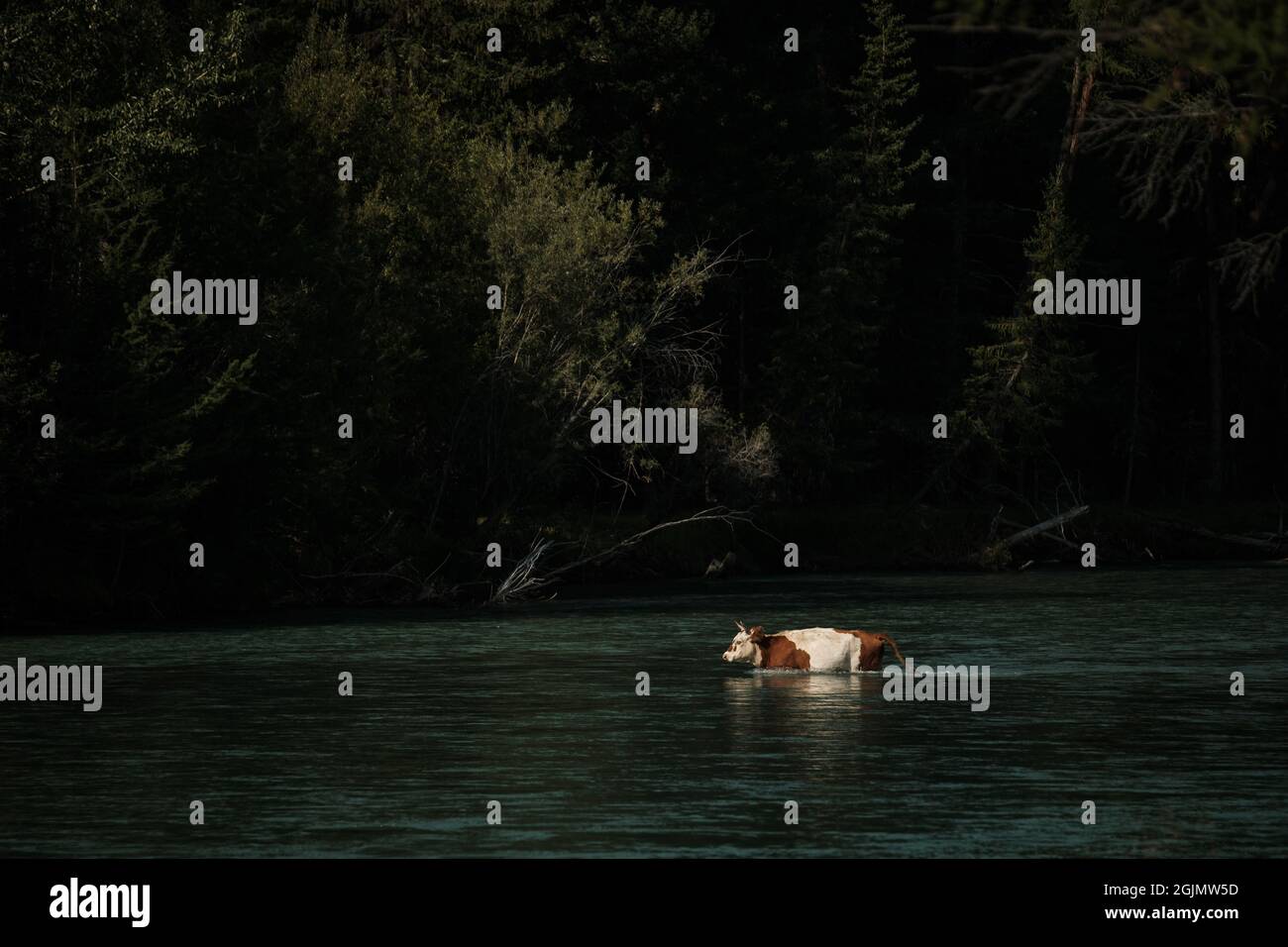 Kühe watten über einen Fluss im Altai-Gebirge. Stockfoto