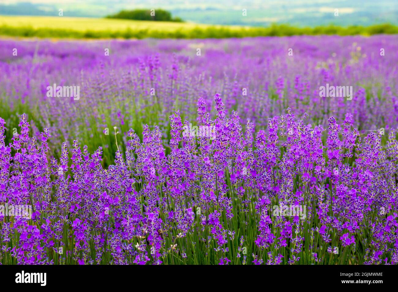 Violetter Lavendel blüht in endlosem Feld Stockfoto