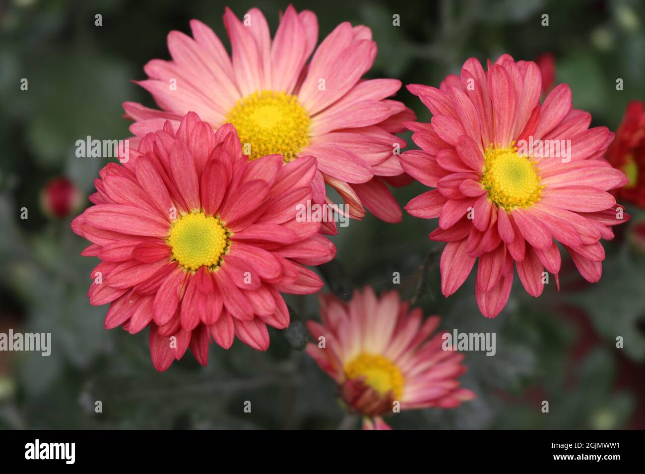 Rote gelbe indische Chrysantheme. Hardy Chrysanthemen aus der Nähe. Blooming Chrysanthemum Tapete Hintergrund, Copy Space Stockfoto
