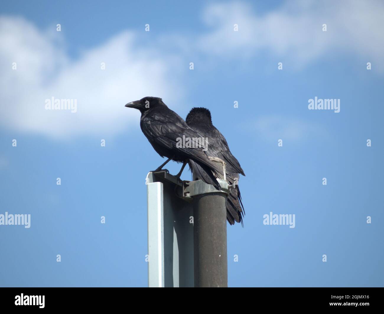 Zwei Krähen sitzen friedlich auf einem hohen Mast und halten ein Auge frei. Stockfoto