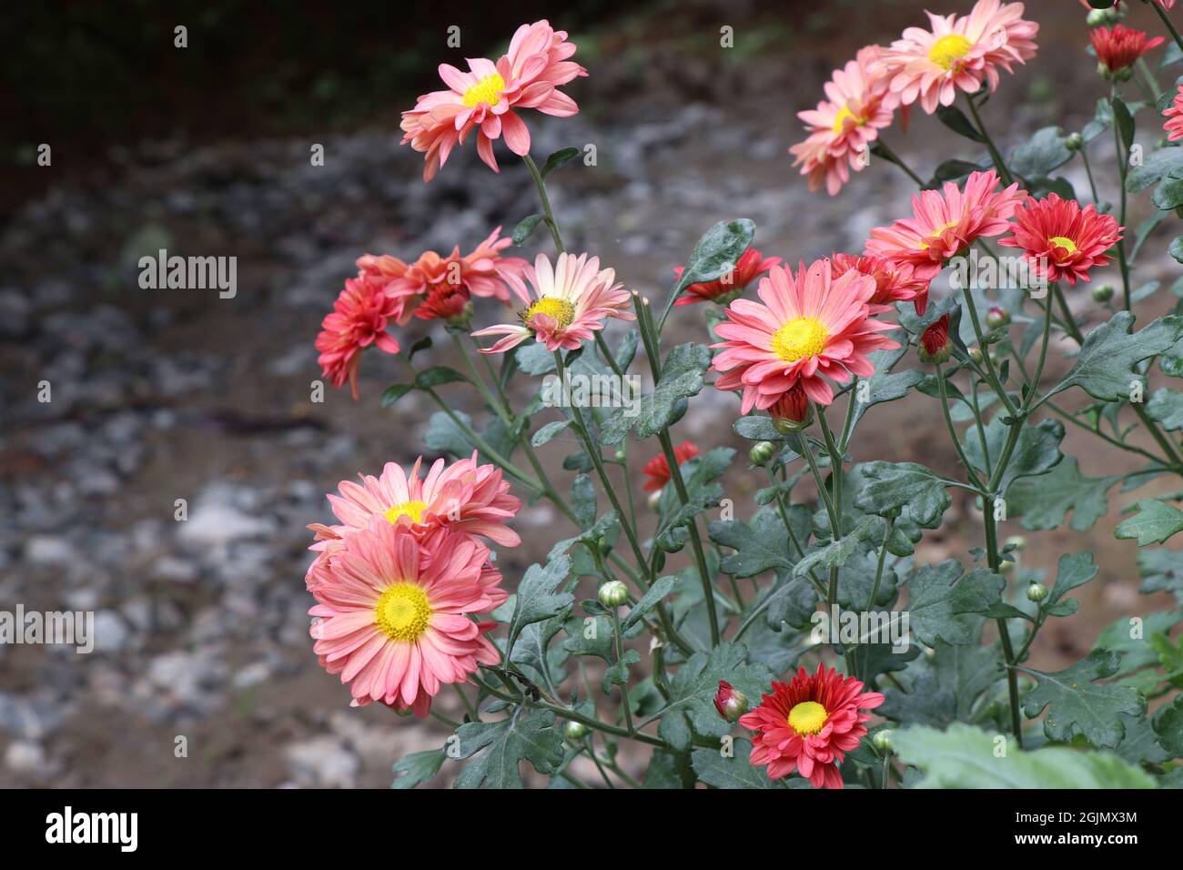 Chrysanthemenblüten blühen, Herbstblumen werden zu Hause zur Dekoration angebaut Stockfoto
