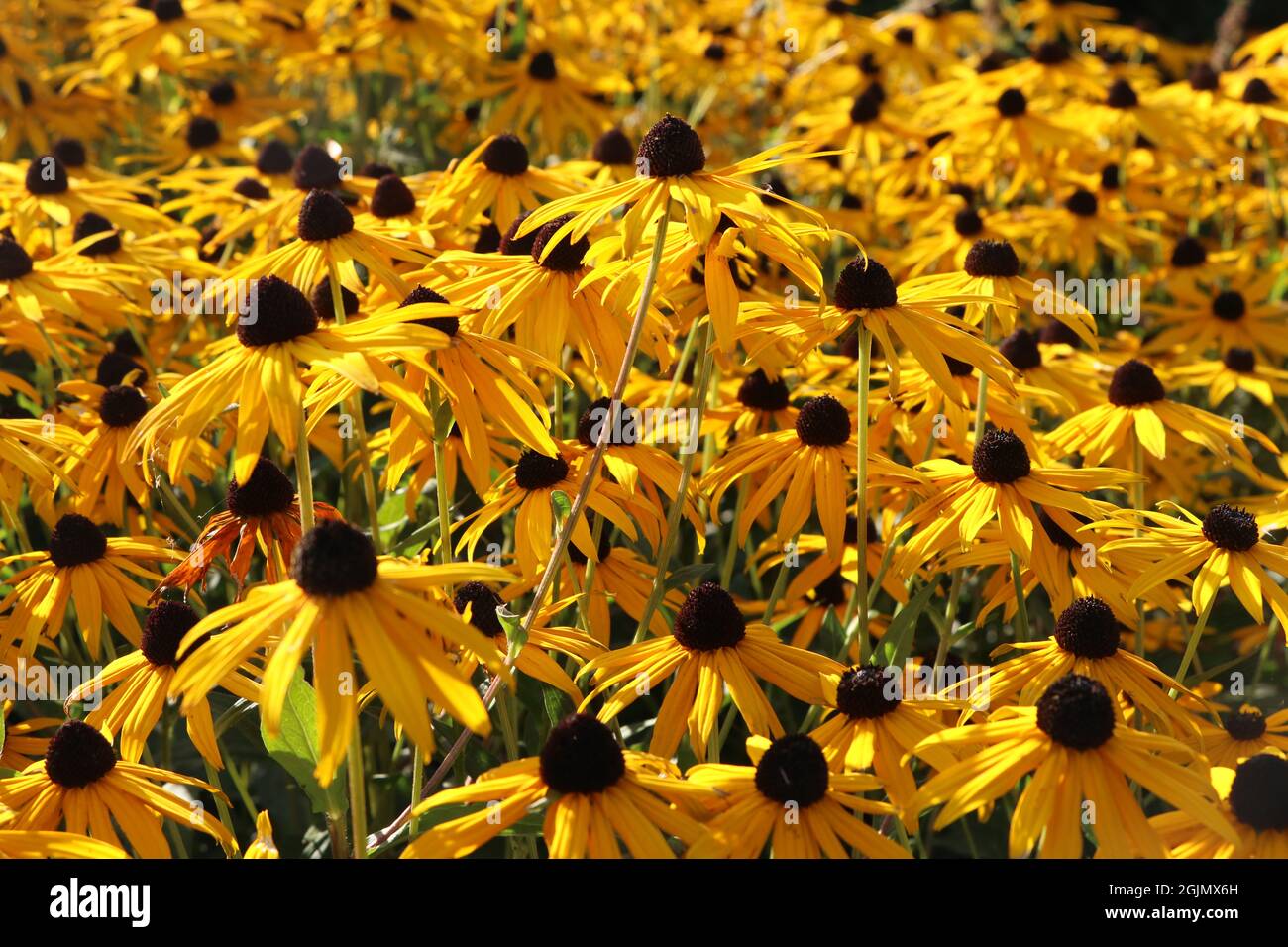Nahaufnahme der gelben Rudbeckia goldsturm blüht im Sommergarten Stockfoto