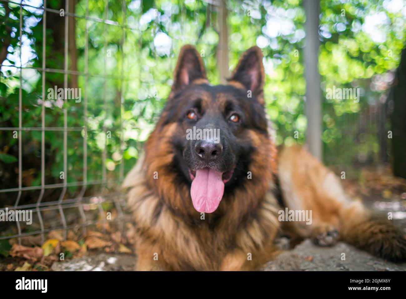 Der Schäferhund 'Ajax' in einer kurzen Pause, aber immer einsatzbereit Stockfoto