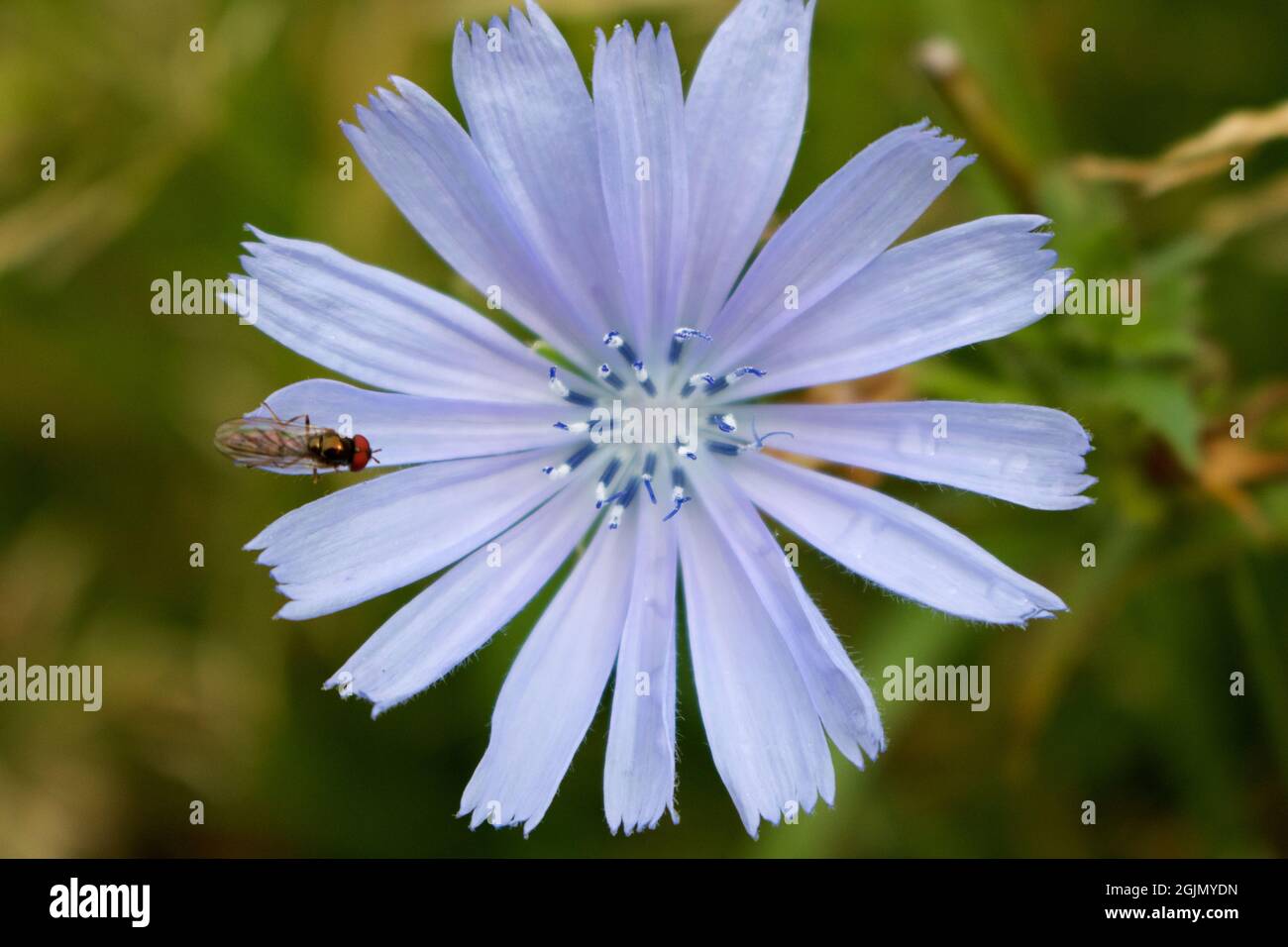Insekt auf einer Zichoriumblume Cichorium intybus Stockfoto