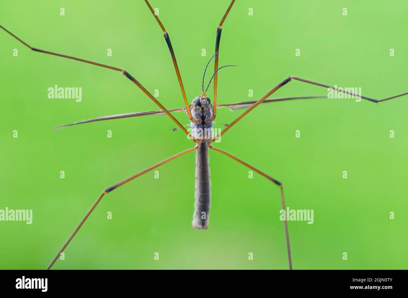 Crane Fly (Diptera Familie) oft als ein Dade lange Beine, Unterseite zu sehen, wie es auf dem Glas einer Terrassentür "perlt" Stockfoto