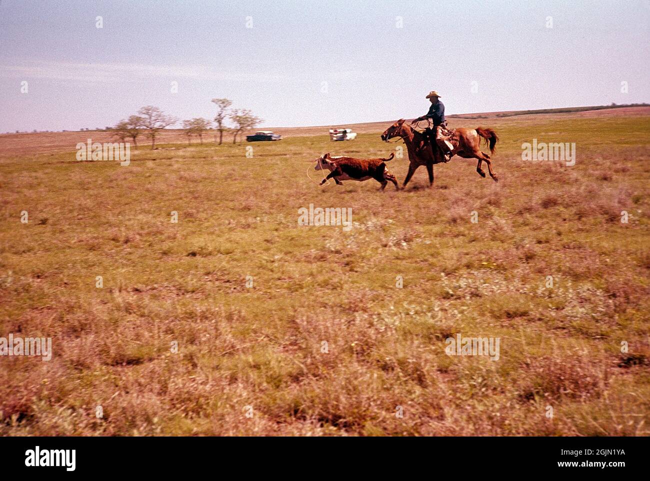 USA Oklahoma. Ein Cowboy mit einem Kalb. 1959. Kodachrome Dia Original. Credit Roland Palm Ref. 6-9-3 Stockfoto