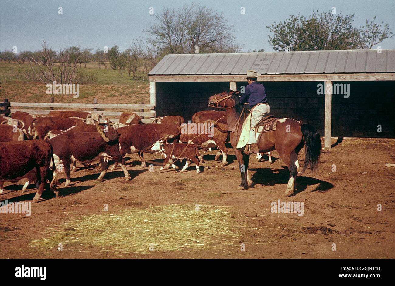 USA Oklahoma. Ein Cowboy mit Rindern auf einer Ranch 1959. Kodachrome Dia Original. Credit Roland Palm Ref. 6-9-7 Stockfoto