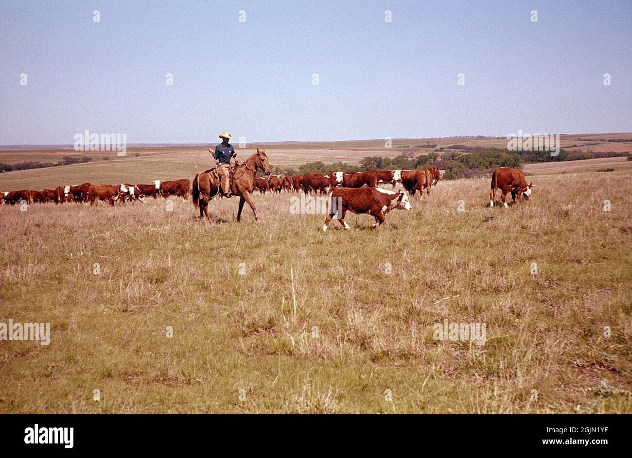 USA Oklahoma. Ein Cowboy mit Rindern auf einer Ranch. 1959. Kodachrome Dia Original. Credit Roland Palm Ref. 6-9-5 Stockfoto