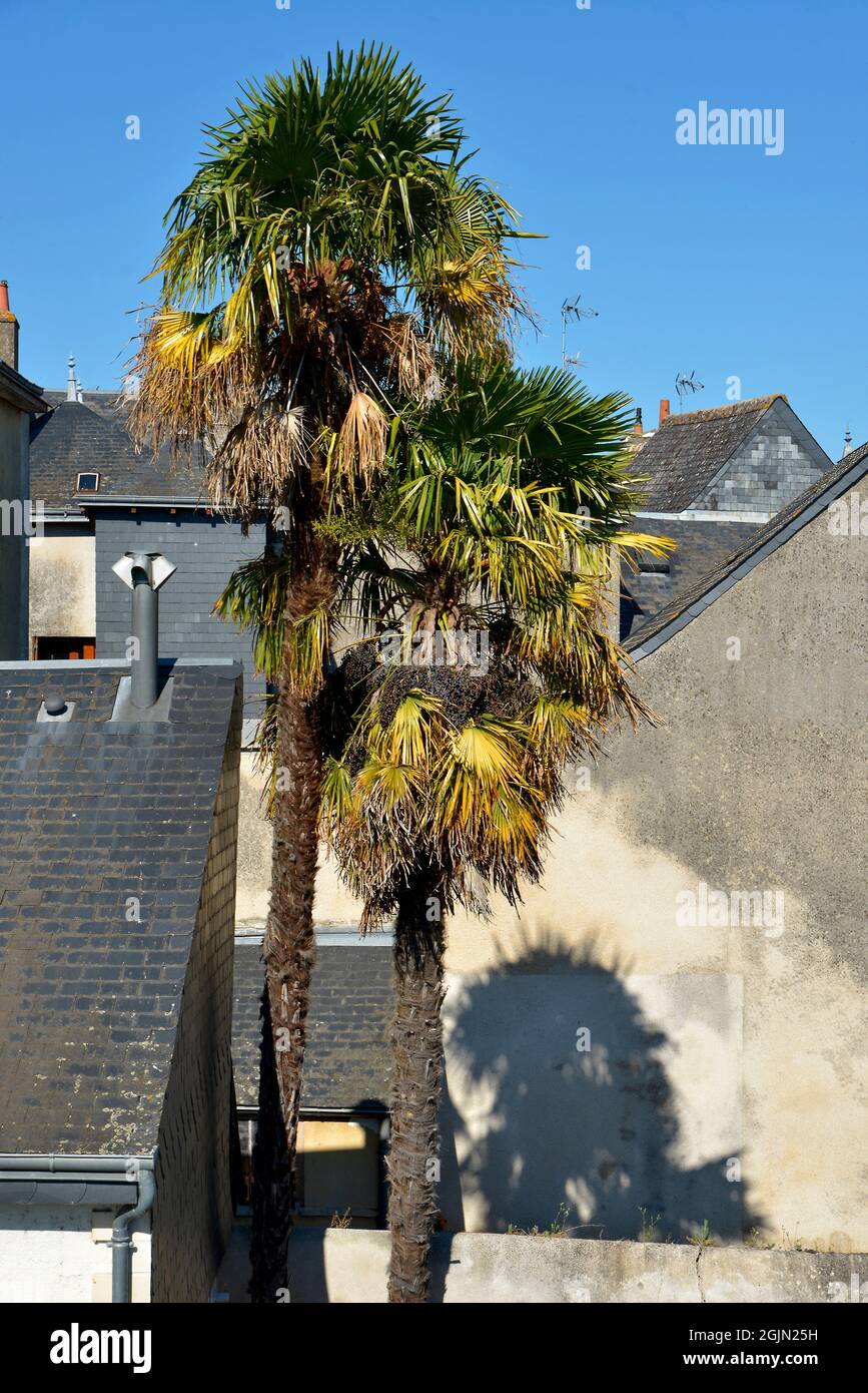 Zwei Palmen in Amboise, einer Gemeinde im Département Indre-et-Loire in Zentralfrankreich Stockfoto