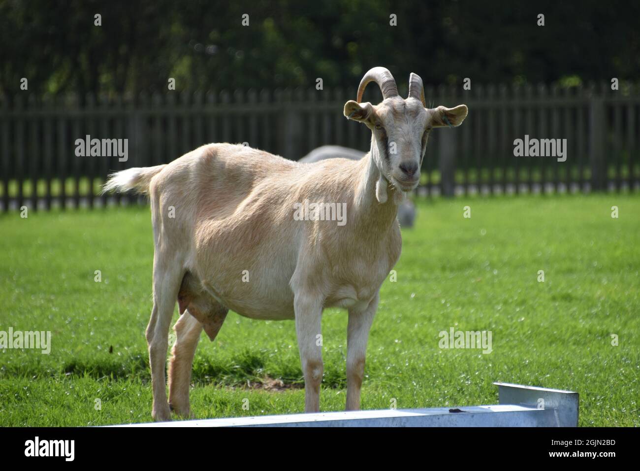 Eine weiße Ziege auf einer britischen Farm Stockfoto