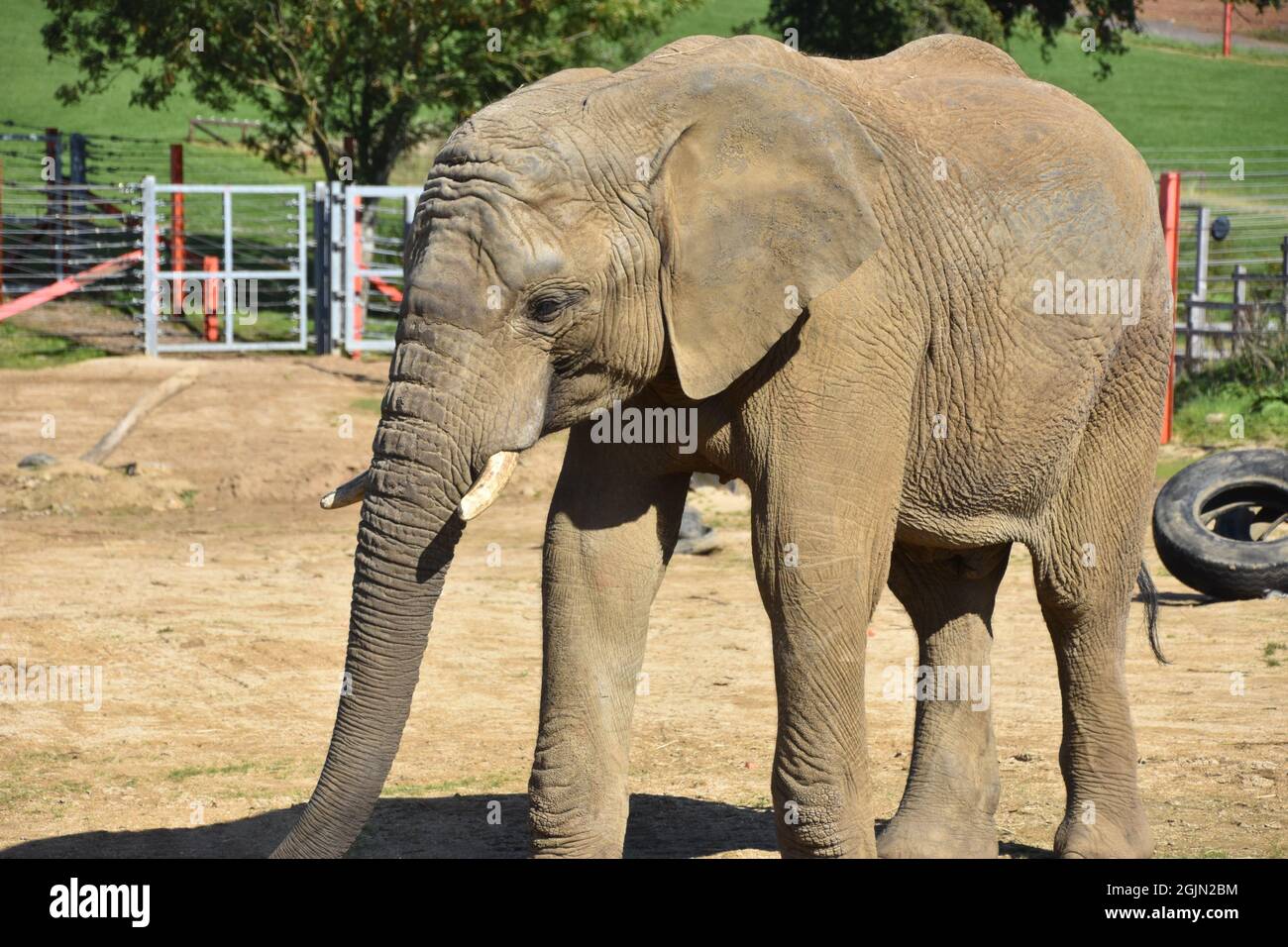 Ein afrikanischer Elefant, der auf einer Zoofarm in Großbritannien herumläuft Stockfoto
