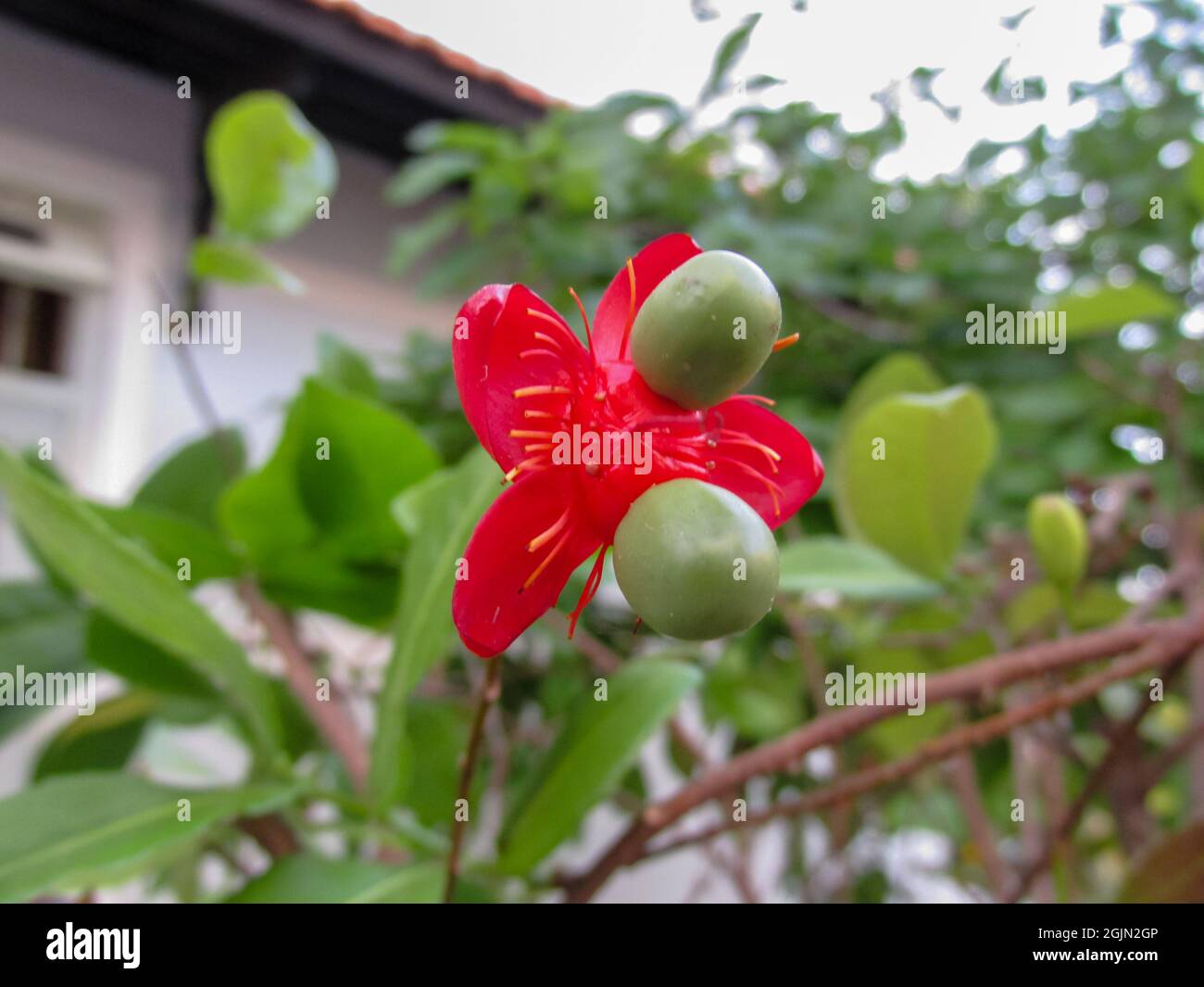 Nahaufnahme einer Ochna serrulata Blume Stockfoto