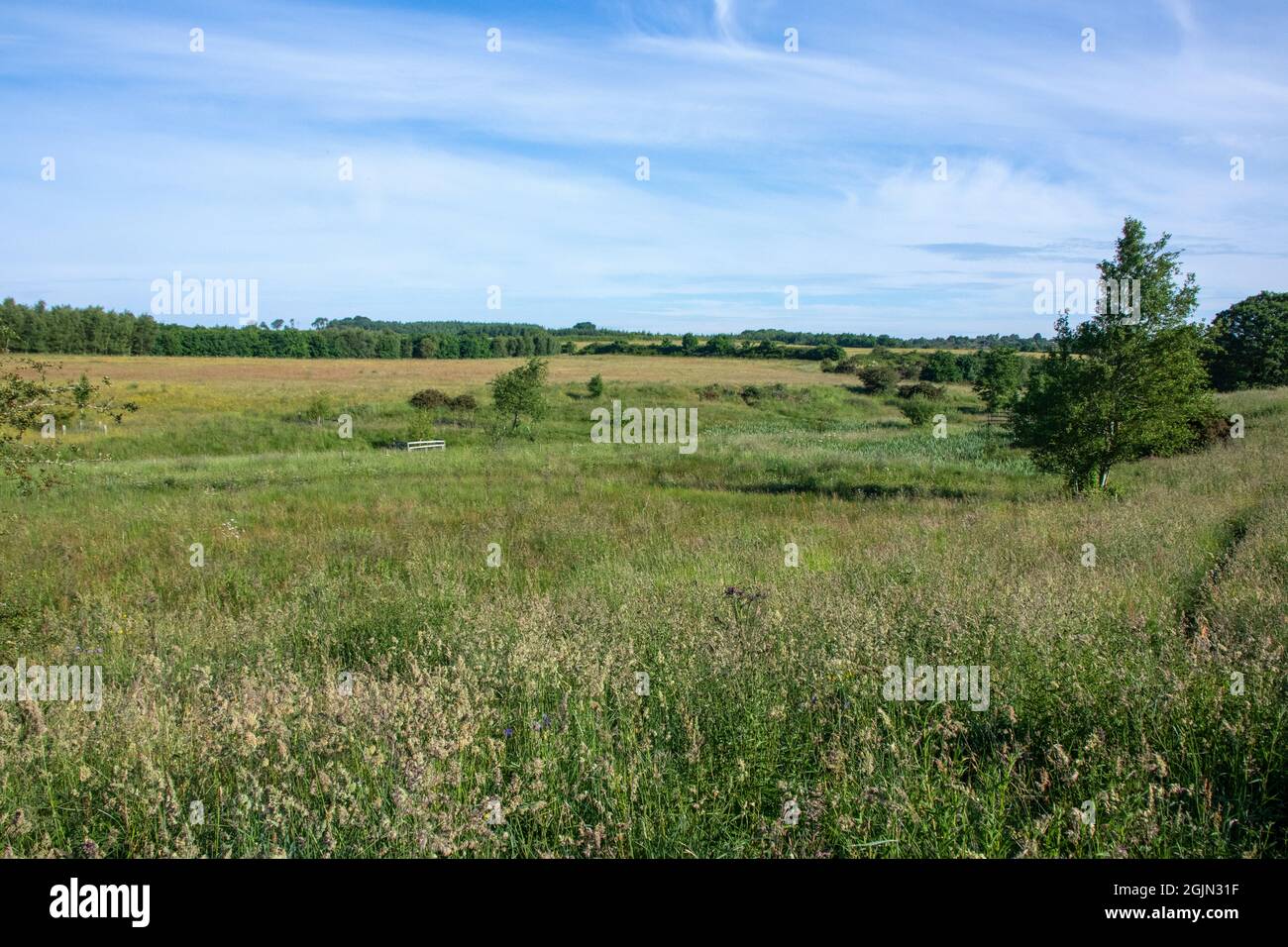 Daisy Hill Nature Reserve im Sommer Stockfoto