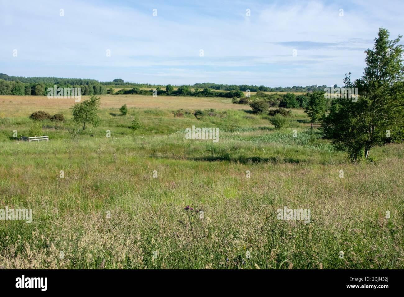 Daisy Hill Nature Reserve im Sommer Stockfoto