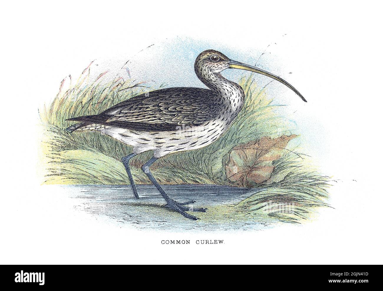 Der eurasische Curlew oder gewöhnliche Curlew, Numenius arquata, ist ein Watvögel der großen Familie Scolopacidae. Stockfoto