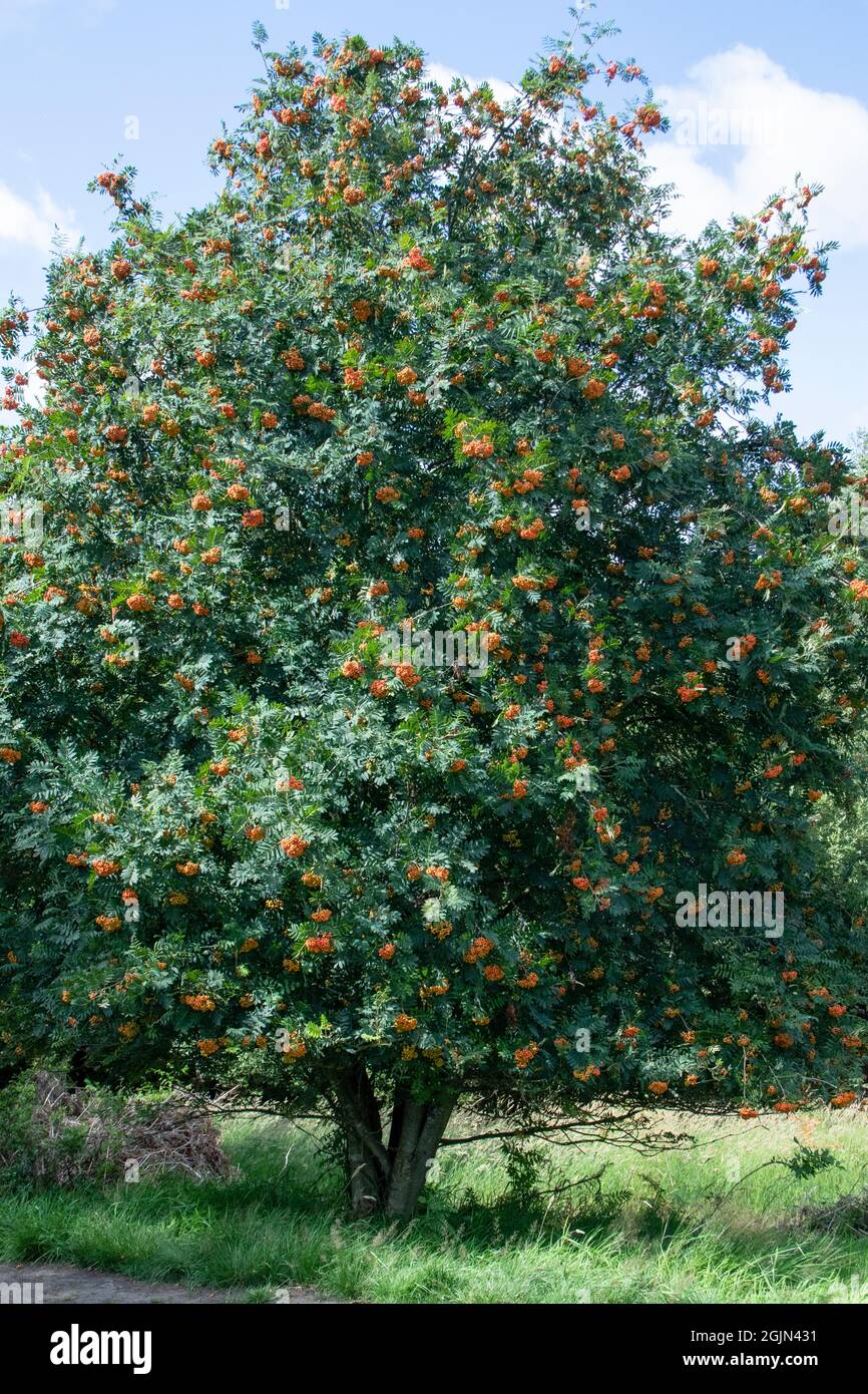 Baum mit orangefarbenen beeren Fotos und Bildmaterial in hoher Auflösung Alamy