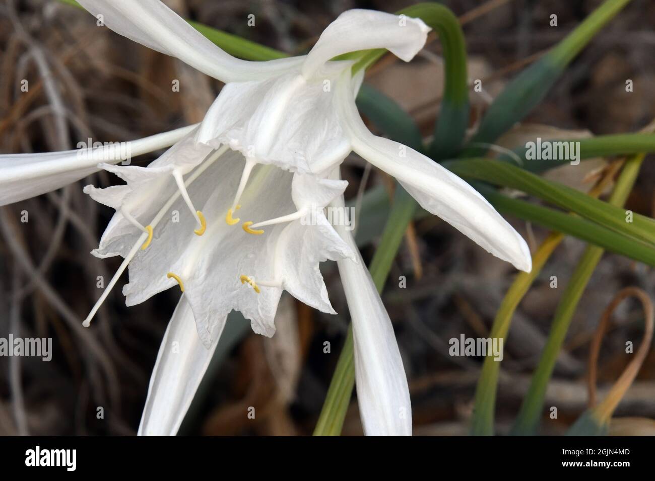 Pancratium maritimum, Meerdaffodilblüte. Stockfoto