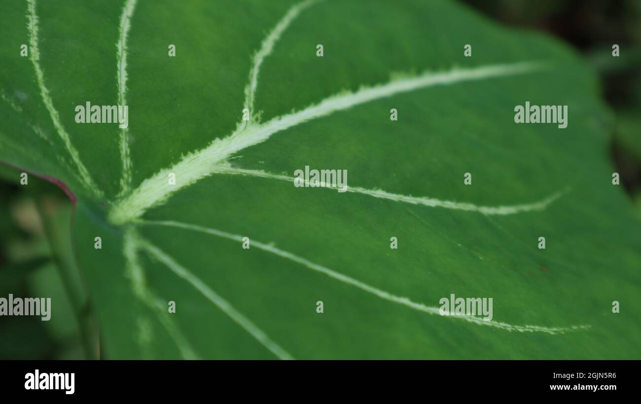 Extreme Nahaufnahme eines grünen Colocasia-Blattes mit geteilten weißen Streifen Stockfoto