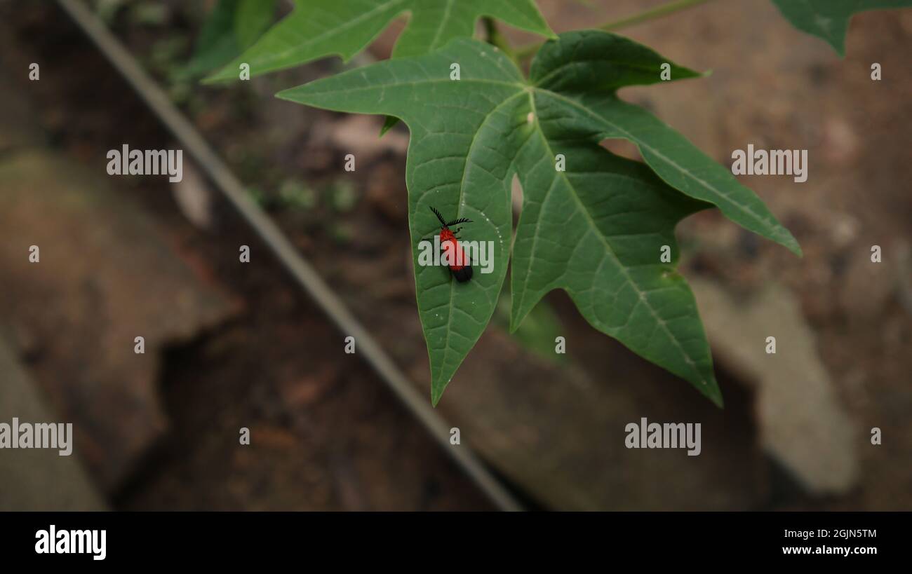 Draufsicht auf einen feuerfarbenen Käfer, der auf einem Papaya-Blatt sitzt Stockfoto