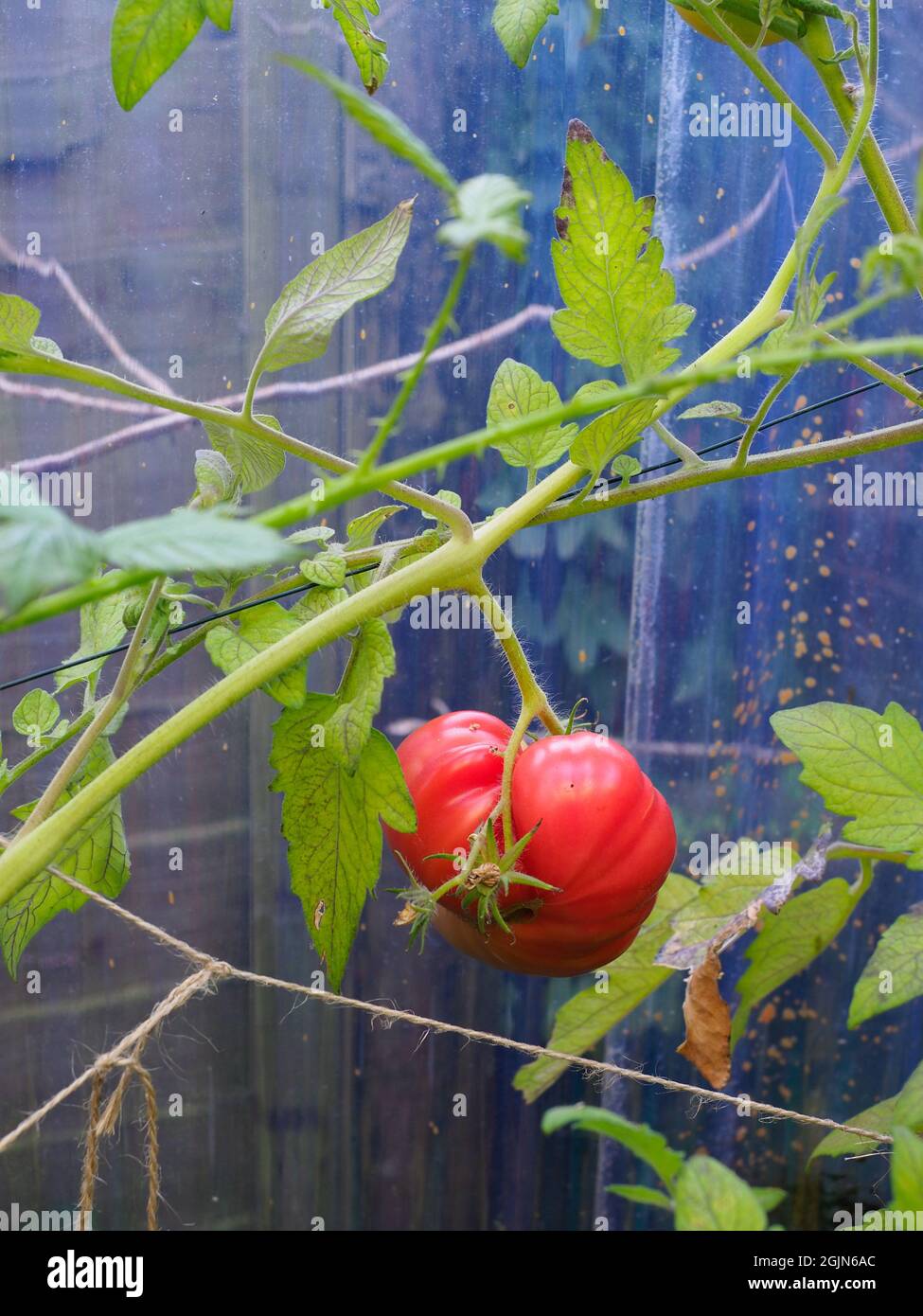 Eine große traditionelle Rindersteak-Tomate, die in einem halbreifen Zustand dargestellt wird Stockfoto