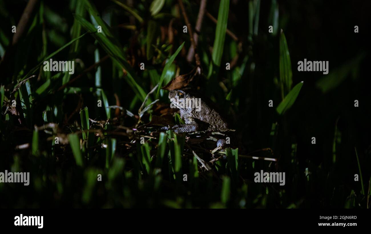 Nahaufnahme von erwachsenen Frosch ruhen auf dem Gras am Bergwald von Taiwan. Kröte in einem tropischen Regenwald des asiatischen Landes. Stockfoto