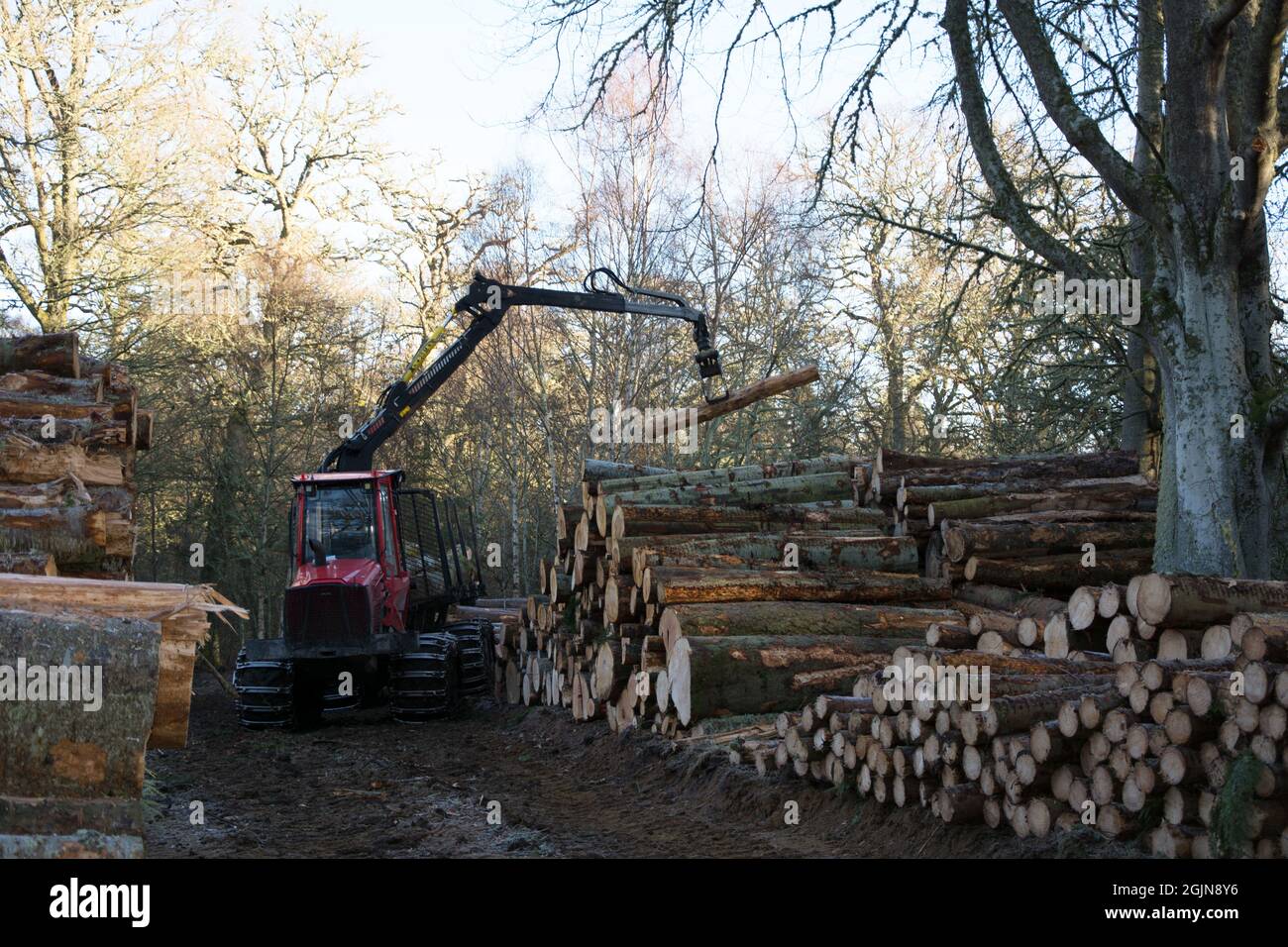 Rückansicht einer Maschine, die die Holzstämme hebt und auf einen Holzstapel legt Stockfoto