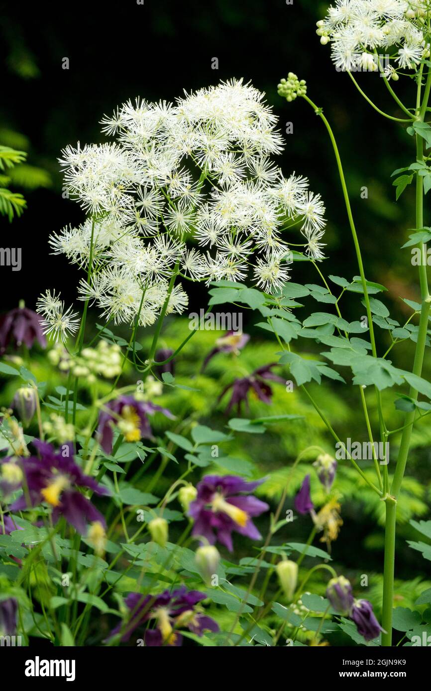 Album Thalictrum aquilegifolium Stockfoto