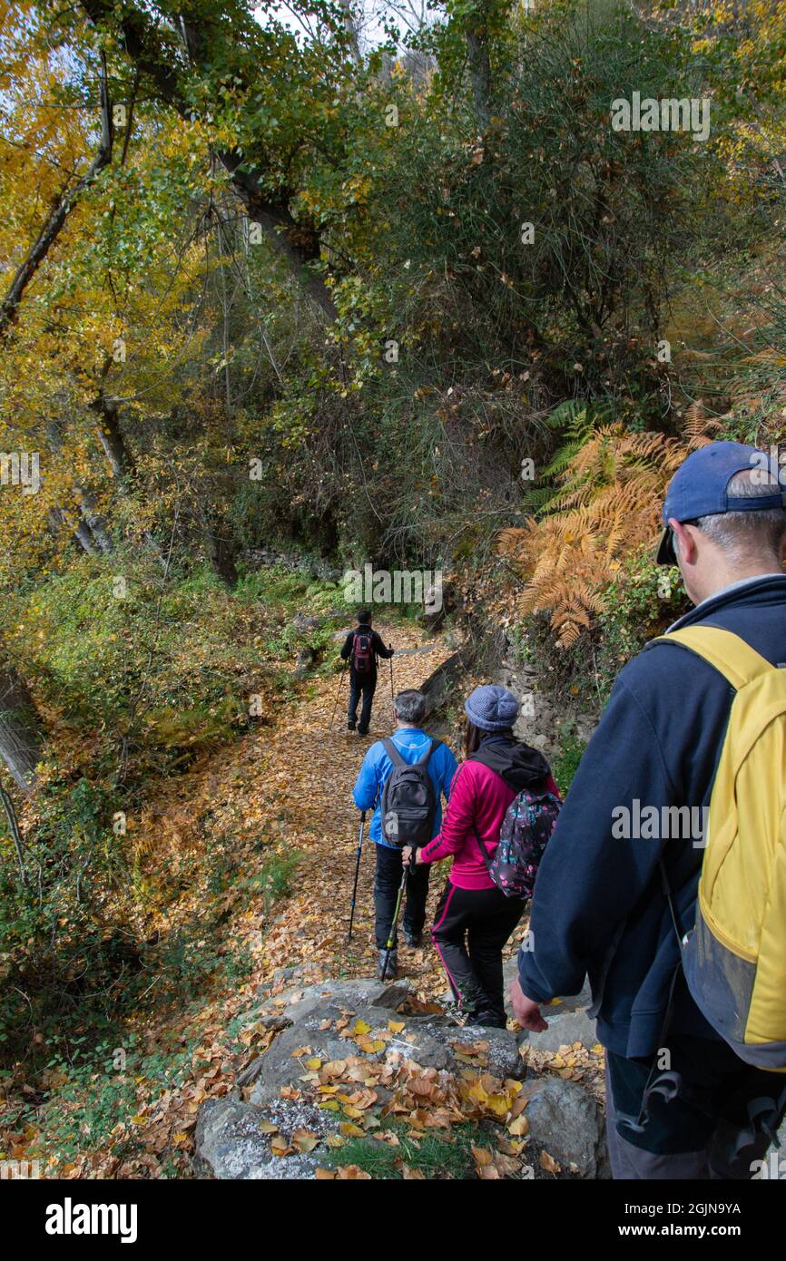 Eine Gruppe von Wanderern, die einen Pfad mit Bäumen und einem Boden voller Ockerblätter entlang gehen, während der Tour durch die Dörfer von La Taha in der Alpujarra im Herbst Stockfoto