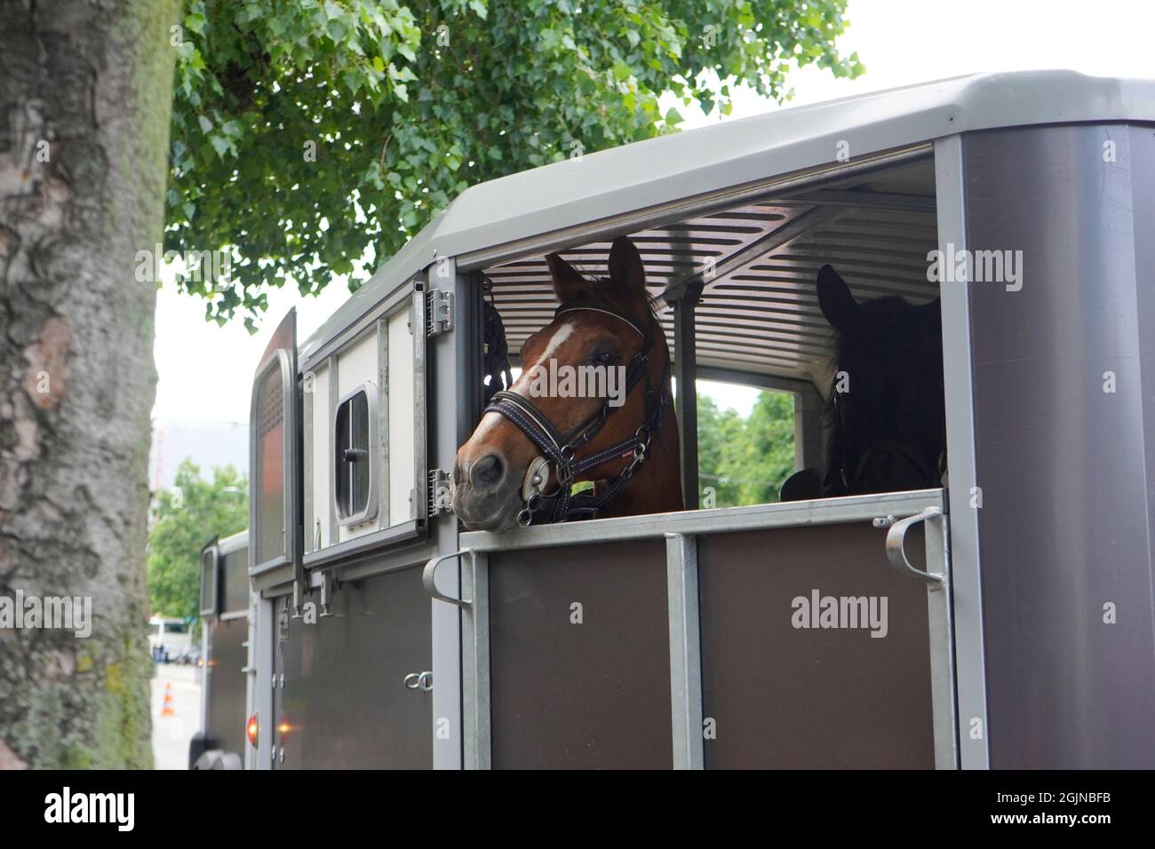 Wunderschöne Vollblutpferde der Reitergendarmerie in Bukarest, die in einem Wohnwagen auf der Straße transportiert wurden Stockfoto