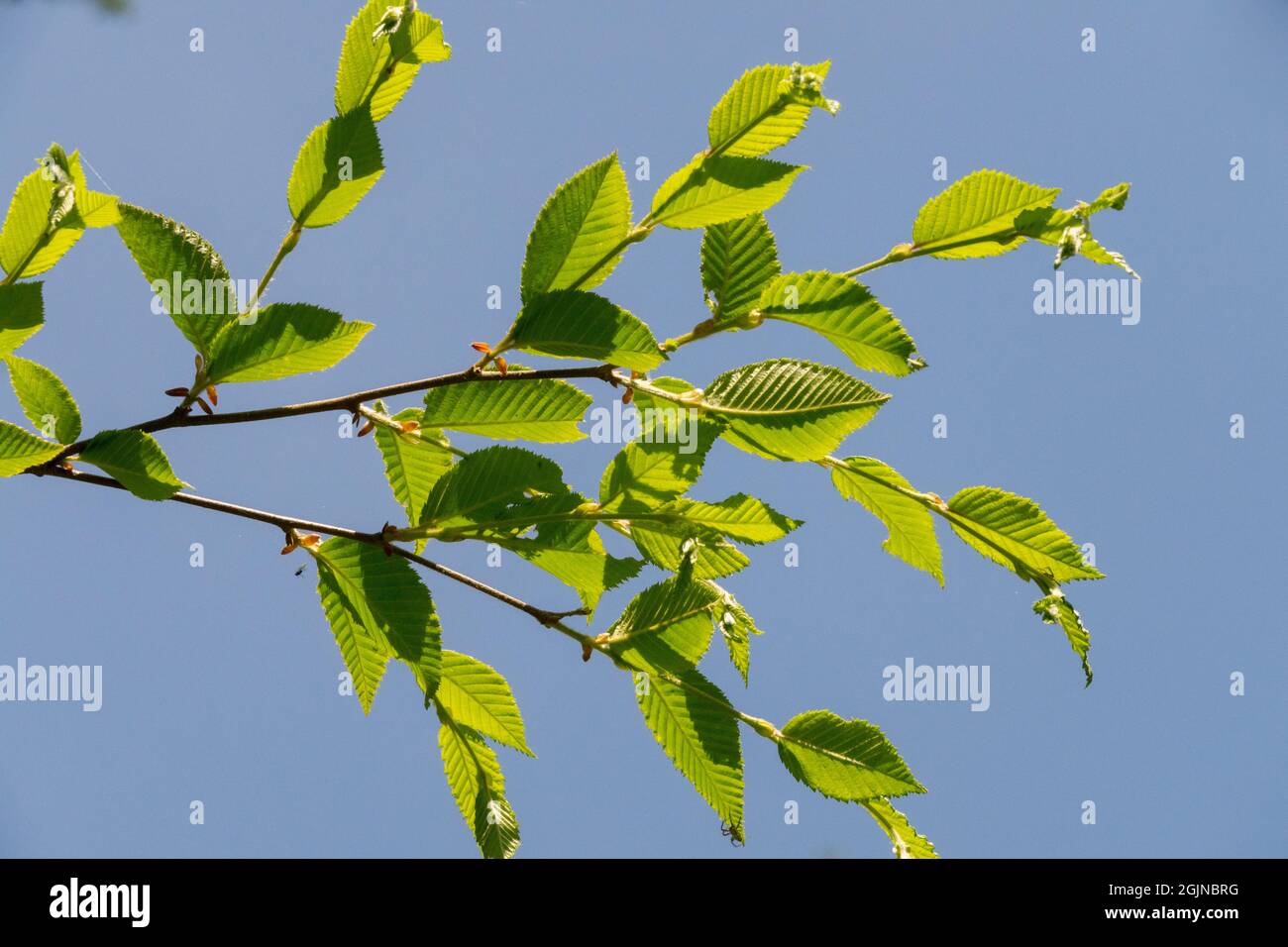 Betula chichibuensis Japanische Birkenblätter Stockfoto