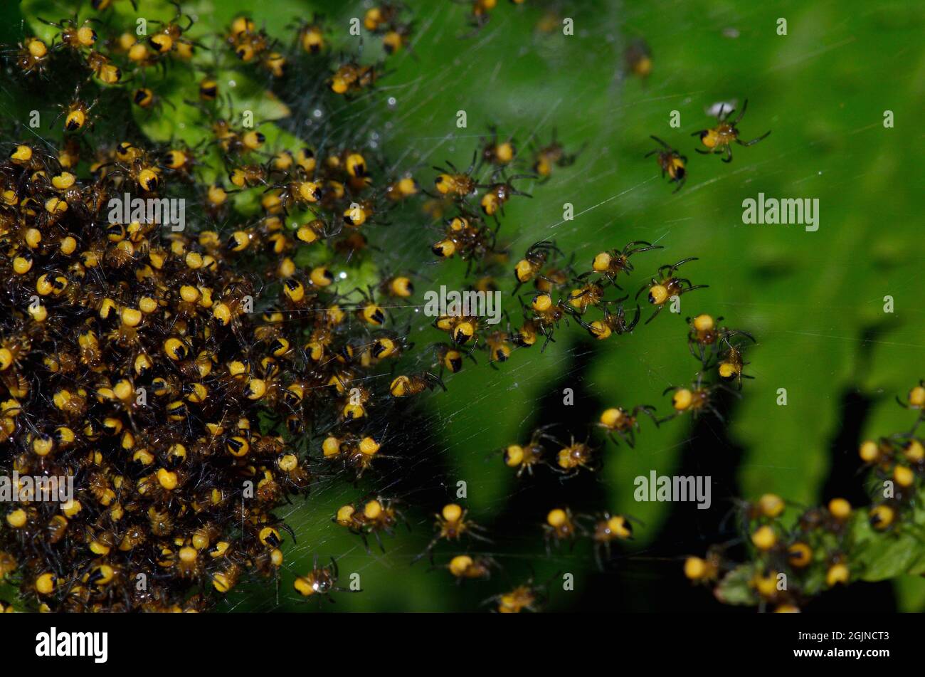 Gartenkreuzspinne, Europäische Gartenspinne, Araneus diadematus, Spinne des Jahres 2010, Jungtier-Nest, Anhäufung von Baby-Spinnen, Spinnen Stockfoto