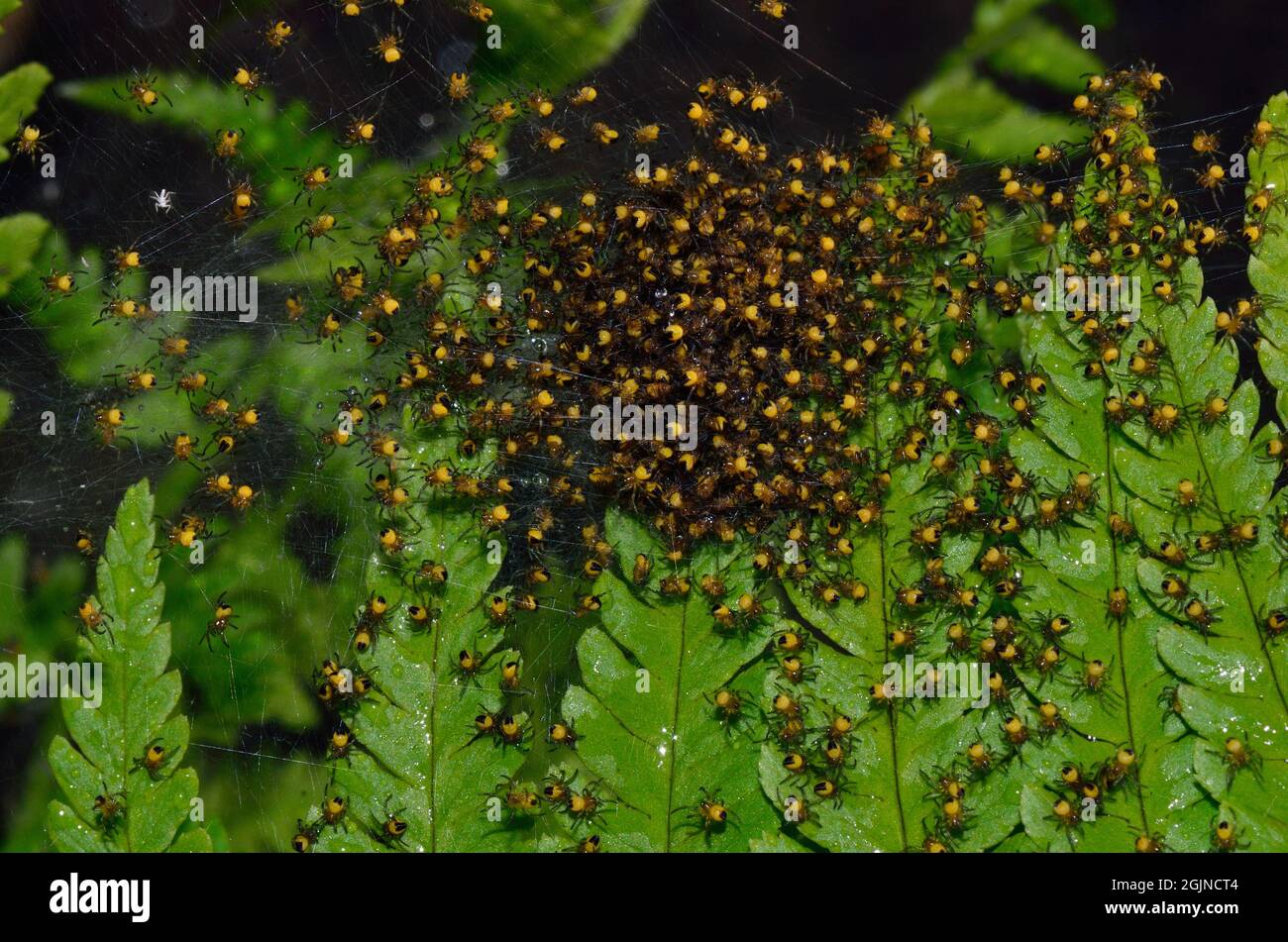 Gartenkreuzspinne, Europäische Gartenspinne, Araneus diadematus, Spinne des Jahres 2010, Jungtier-Nest, Anhäufung von Baby-Spinnen, Spinnen Stockfoto