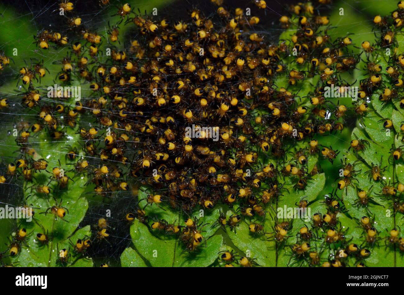 Gartenkreuzspinne, Europäische Gartenspinne, Araneus diadematus, Spinne des Jahres 2010, Jungtier-Nest, Anhäufung von Baby-Spinnen, Spinnen Stockfoto