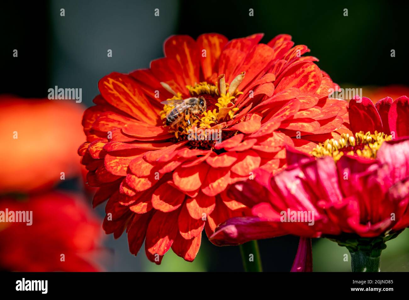 Biene auf einer Blume. Rote Dahlia-Blume. Europäische Honigbiene. APIs mellifera in der Schweiz. Biodiversität. Stockfoto