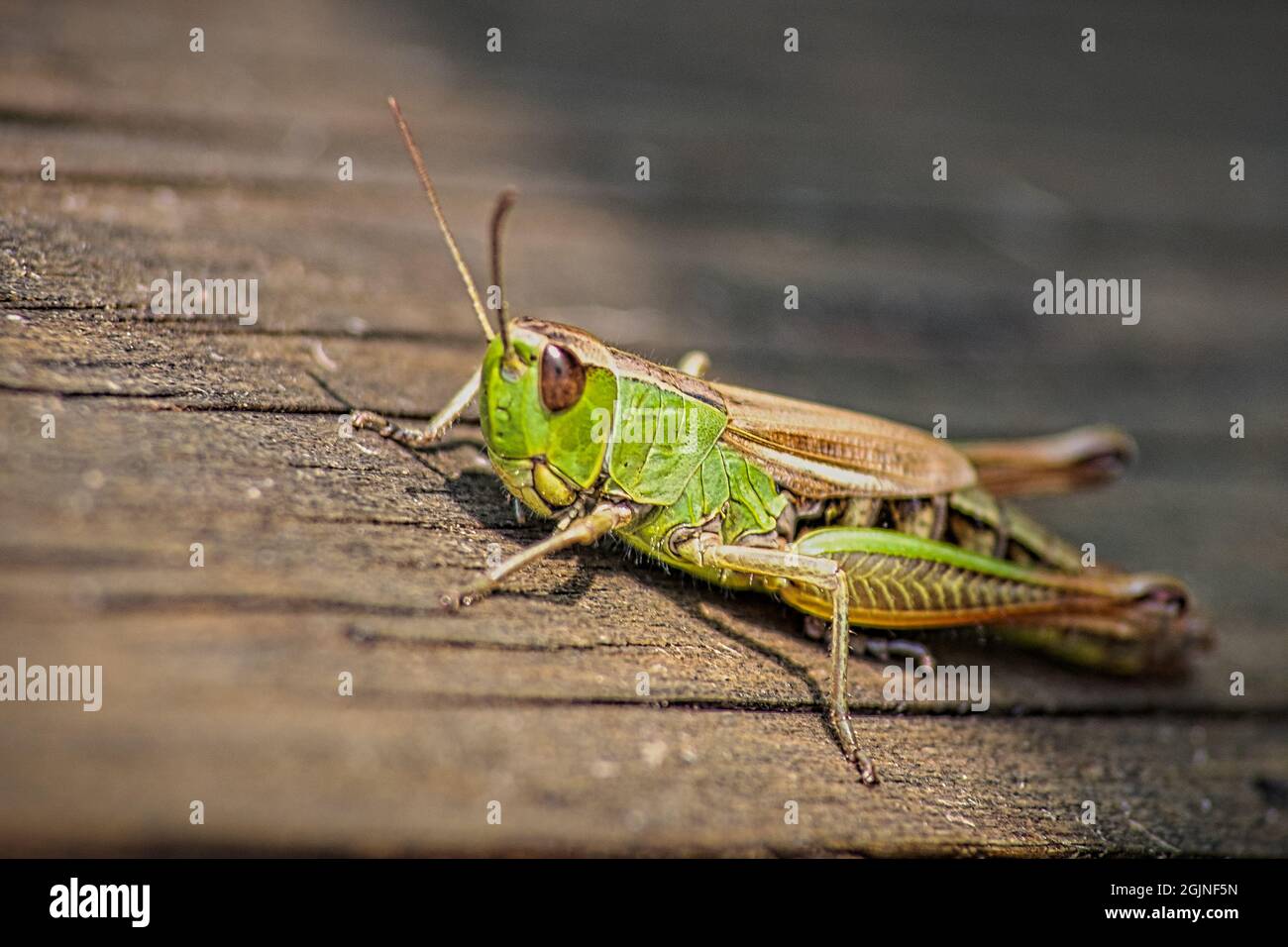 Nahaufnahme einer grünen Heuschrecke auf der verwitterten Holzoberfläche Stockfoto