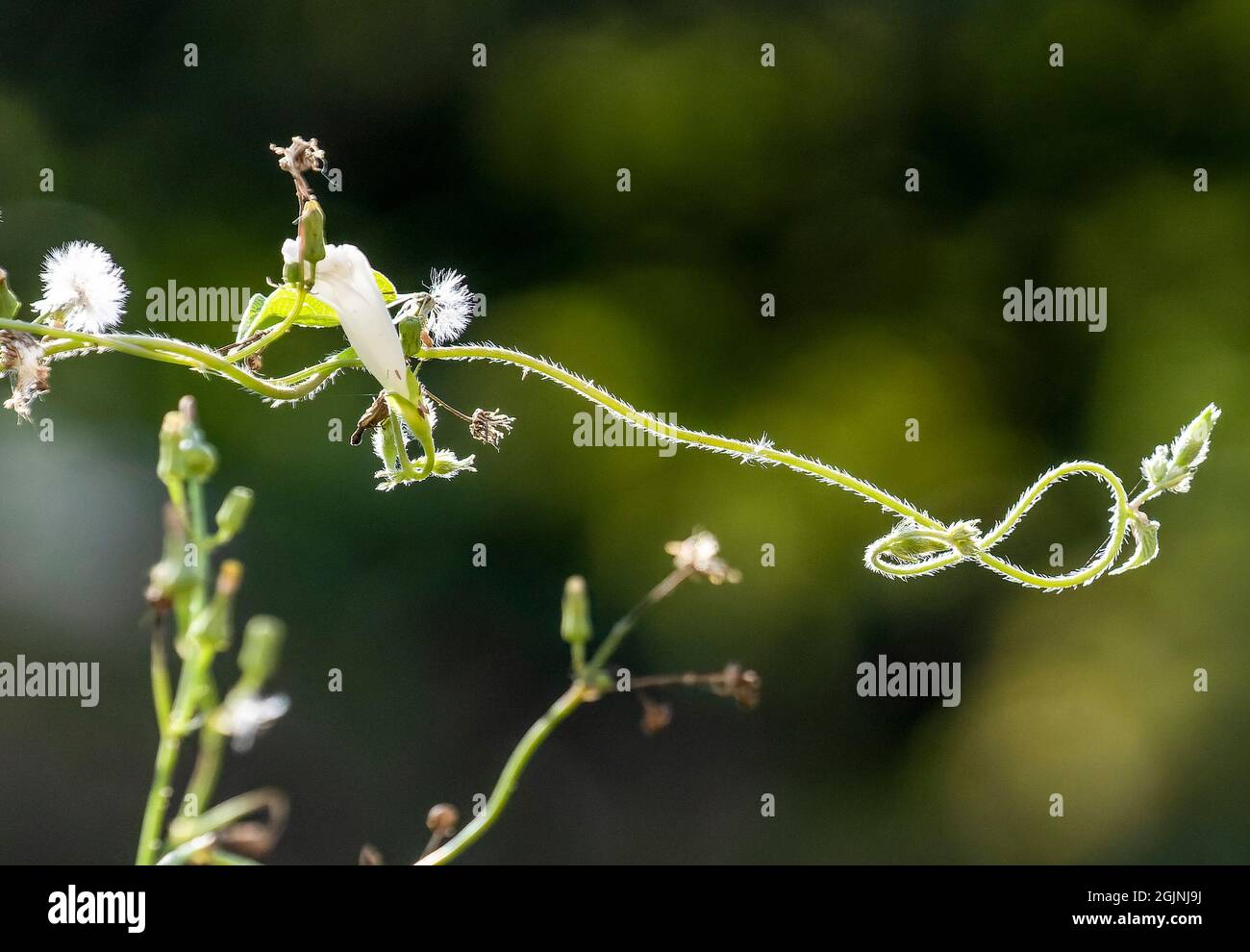 Kunst in der Natur, die Natur formt sich am Weinstock Stockfoto