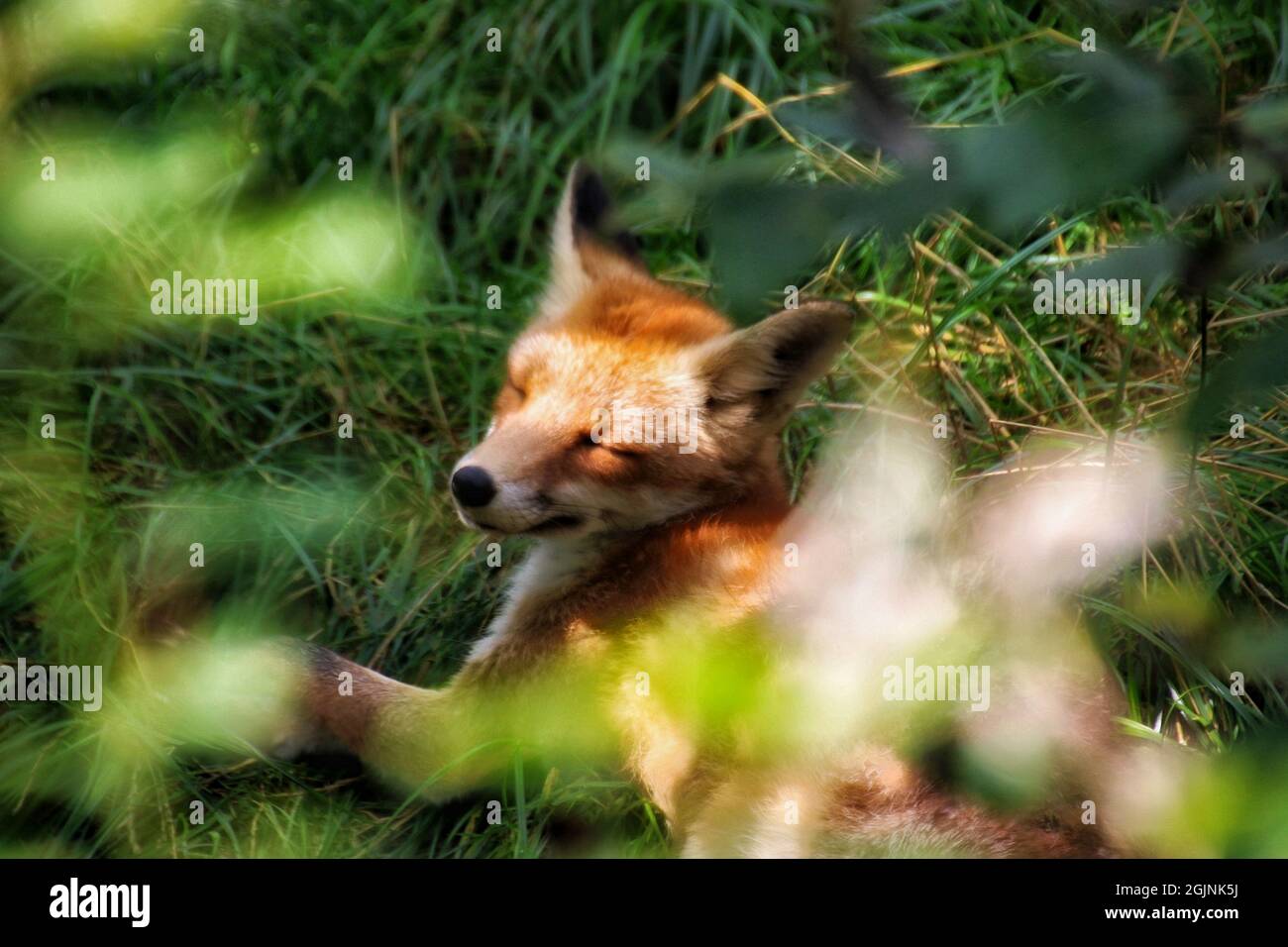Schlafender Fuchs in der Morgensonne Stockfoto