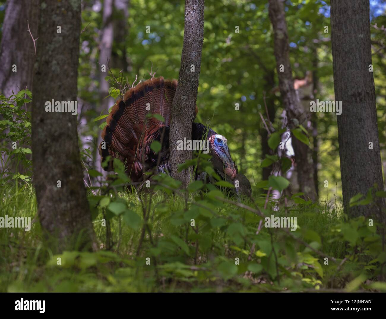 Östlichen wilde Türkei in Nordwisconsin. Stockfoto