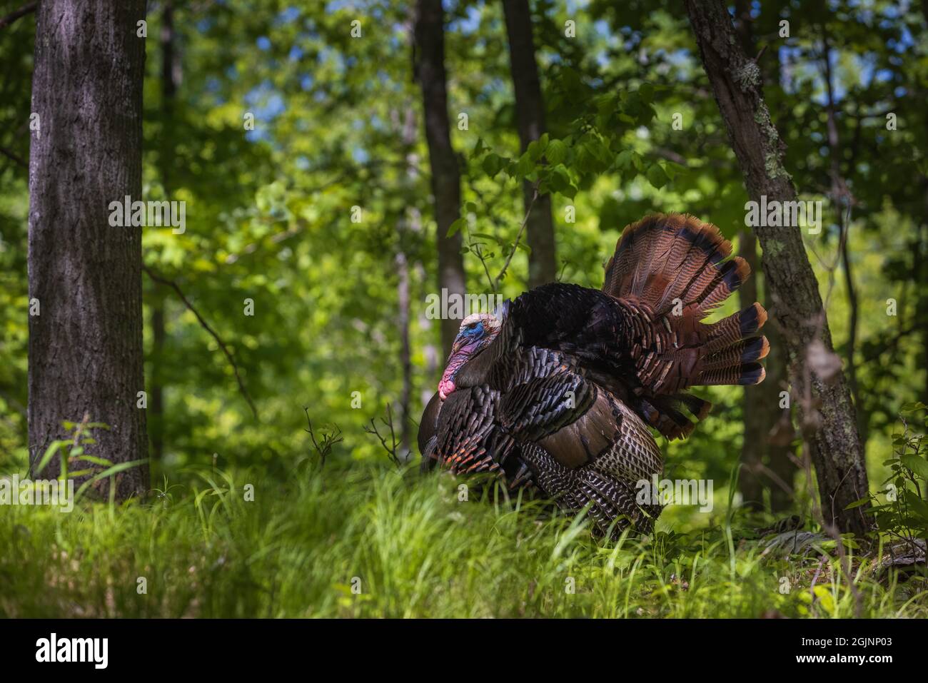 Östlichen wilde Türkei in Nordwisconsin. Stockfoto