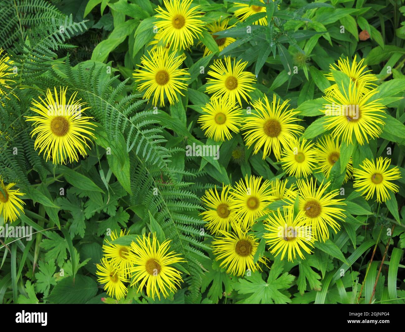 Die leuchtend gelben Gänseblümchen-ähnlichen Blütenköpfe von Hooker's Inula, oder Flohane, Mitglied der Familie der asteraceae, wachsen in einem schottischen Garten. Stockfoto