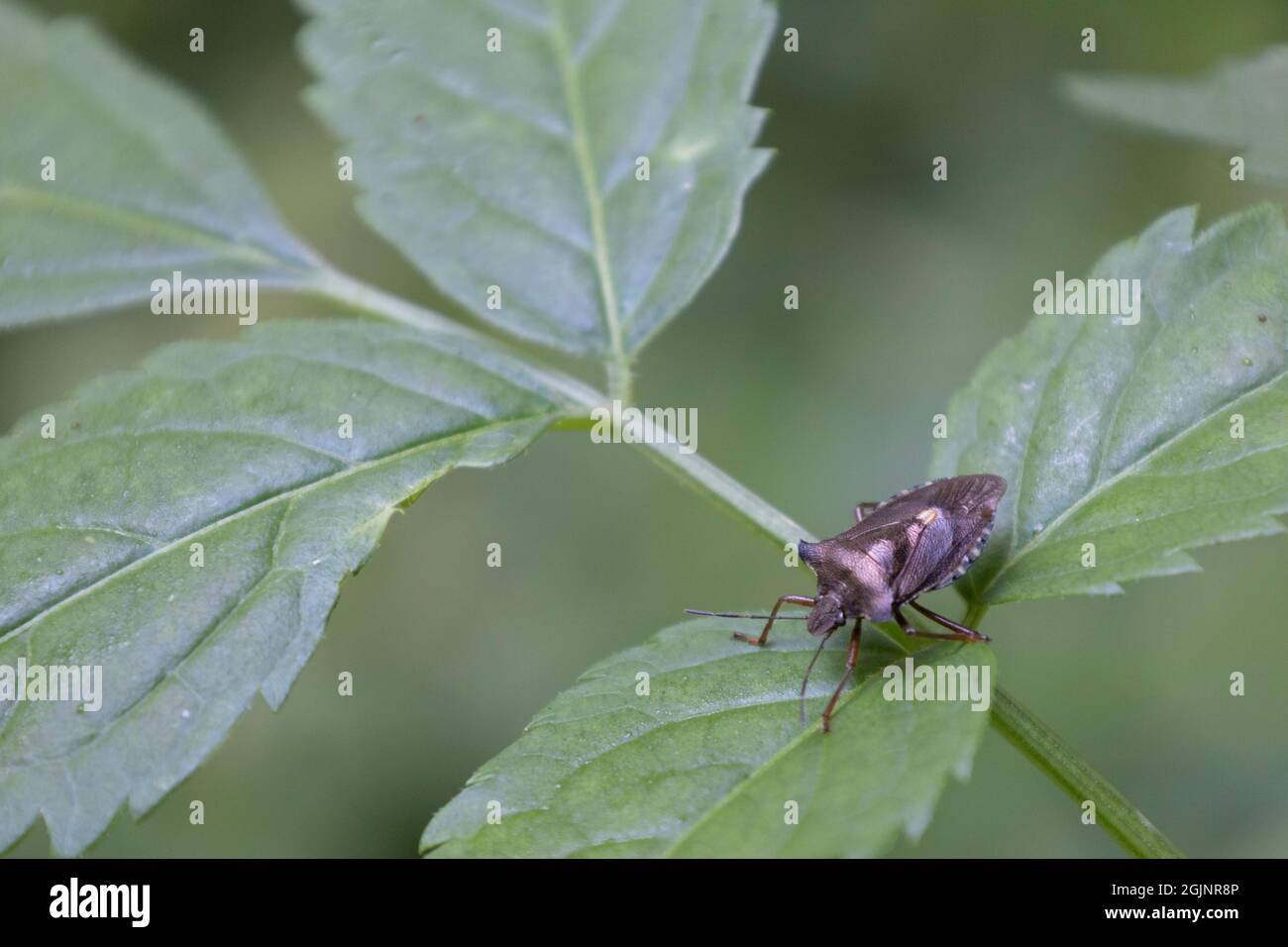Rotbeiniger Shieldbug Stockfoto