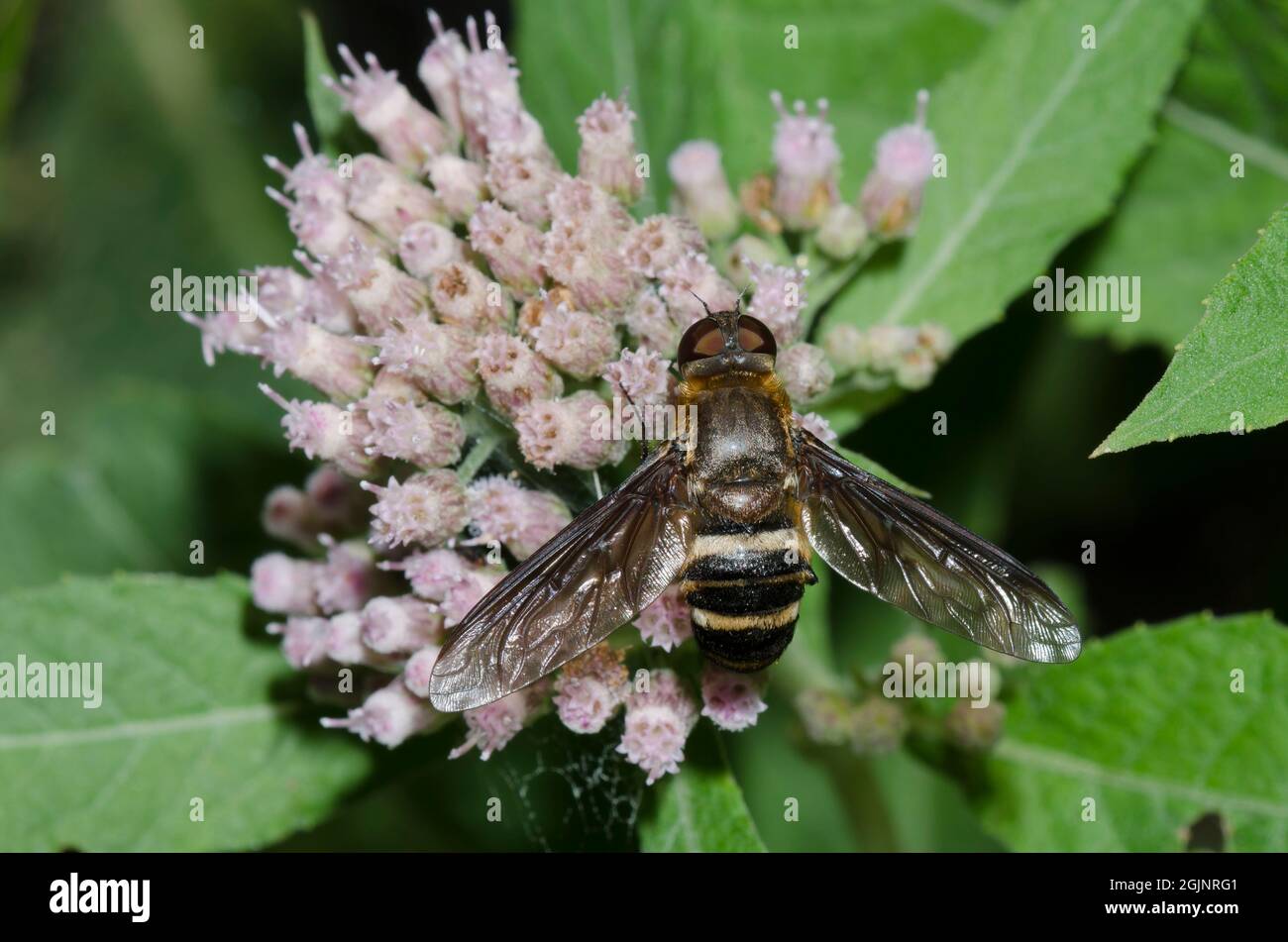 Bienenfliege, Unterfamilie Anthracinae, Nahrungssuche auf Saltmarsh Fleabane, Pluchea odorata Stockfoto