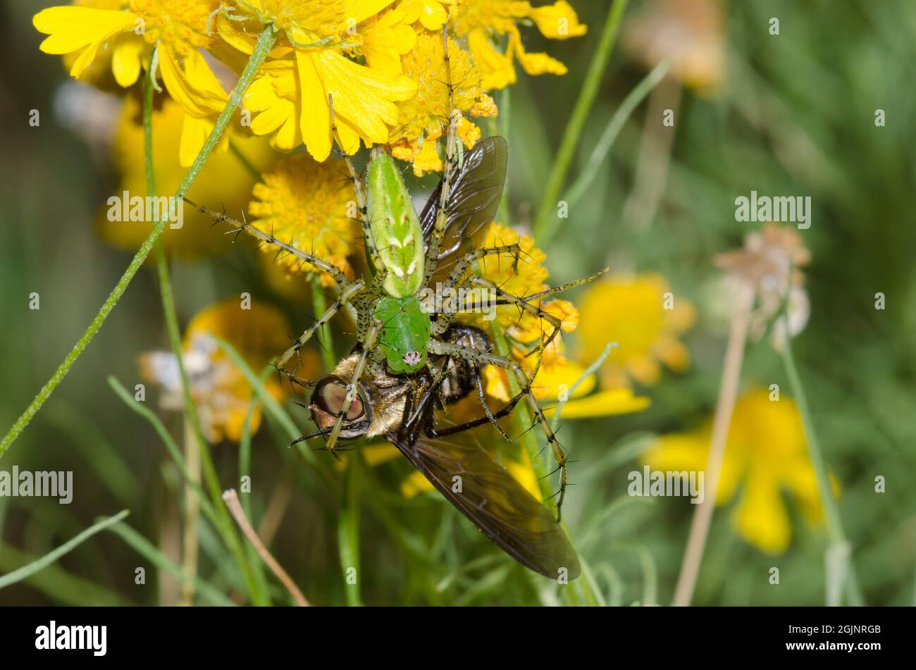 Grüne Luchs-Spinne, Peucetia viridans, Fütterung von gefangener Bienenfliege, Familie Bombyliidae, Gelber Schneezeweed, Helenium amarum Stockfoto