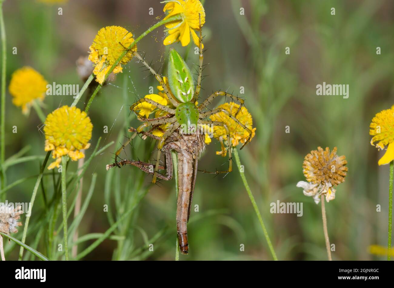 Grüne Luchs-Spinne, Peucetia viridans, Fütterung von gefangenem Räuber Fly, Asilidae der Familie, Gelber Schneezeweed, Helenium amarum Stockfoto