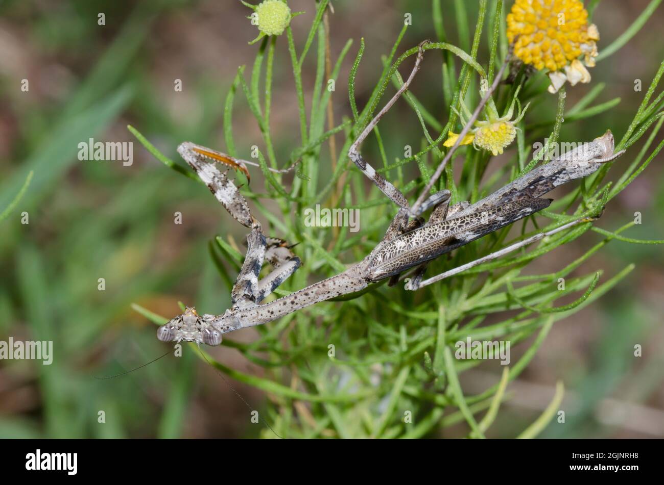 Carolina Mantis, Stagmomantis carolina, Weibchen lauert in Yellow Sneezew, Helenium amarum Stockfoto