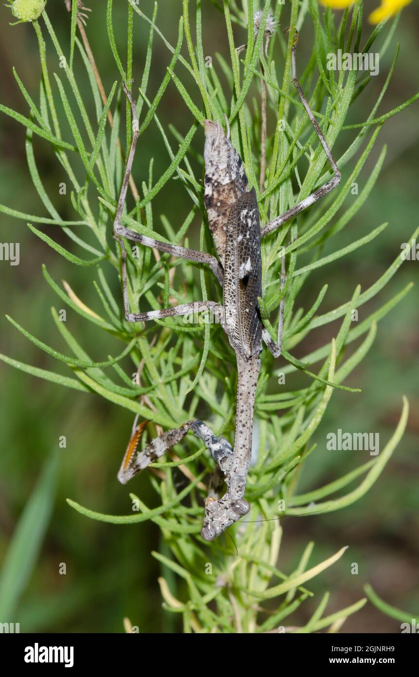 Carolina Mantis, Stagmomantis carolina, Weibchen lauert in Yellow Sneezew, Helenium amarum Stockfoto