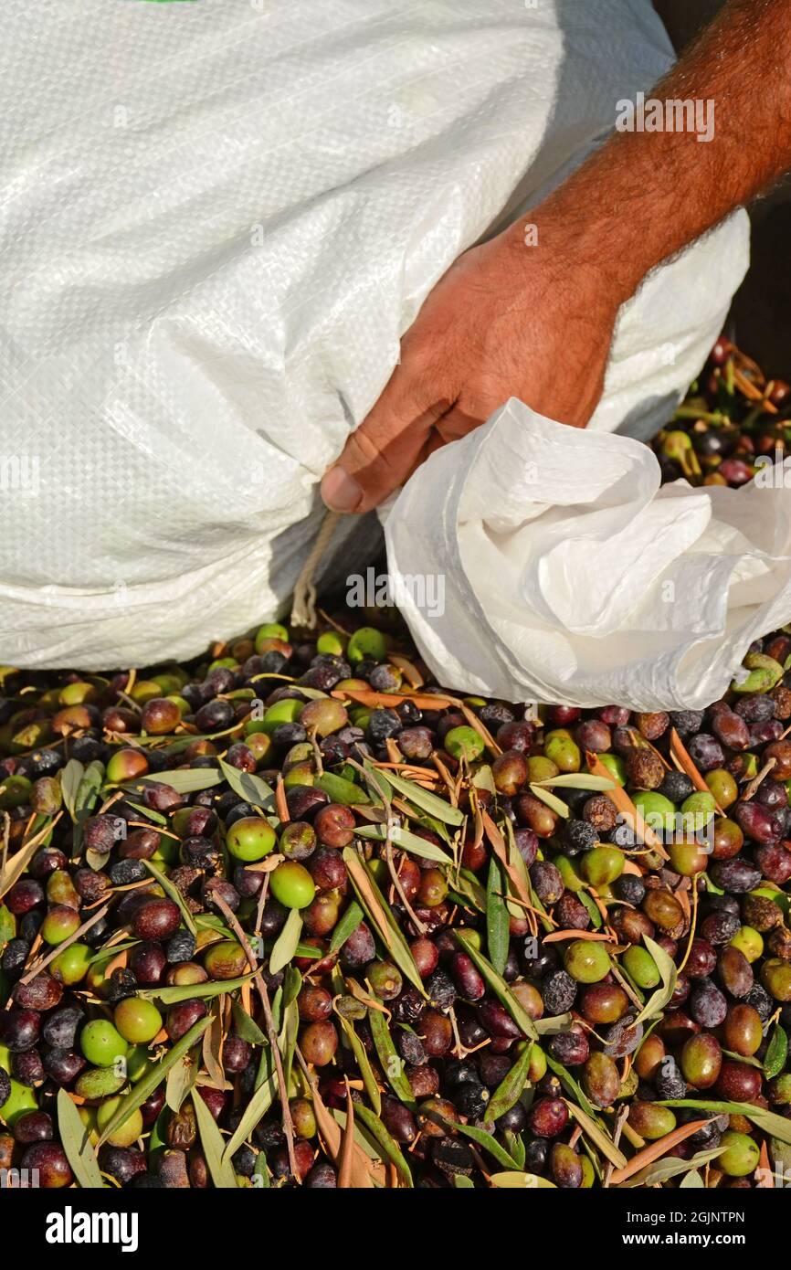 Umgang mit frisch gepflückten Oliven auf dem Feld Stockfoto